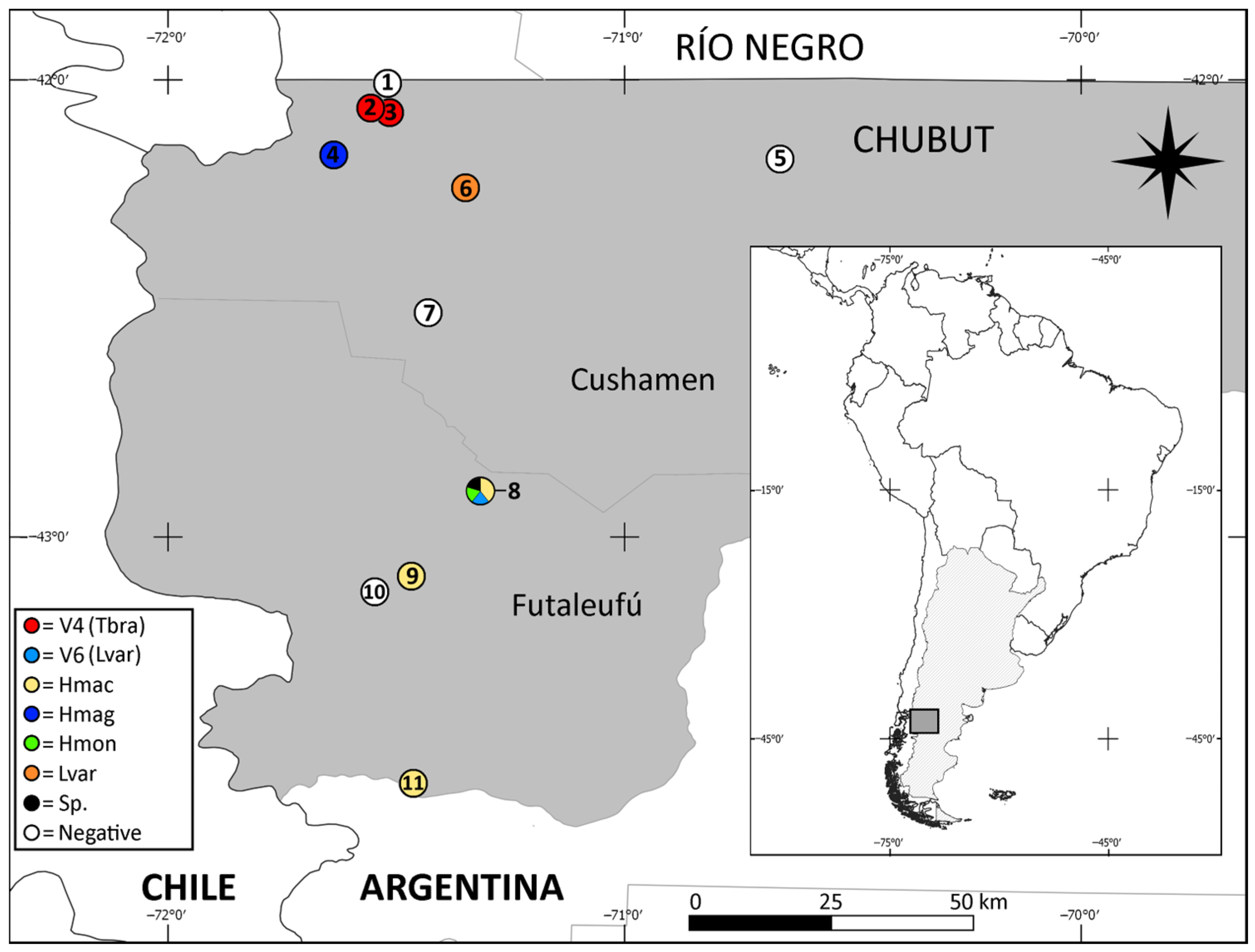 Viruses 17 00788 g001