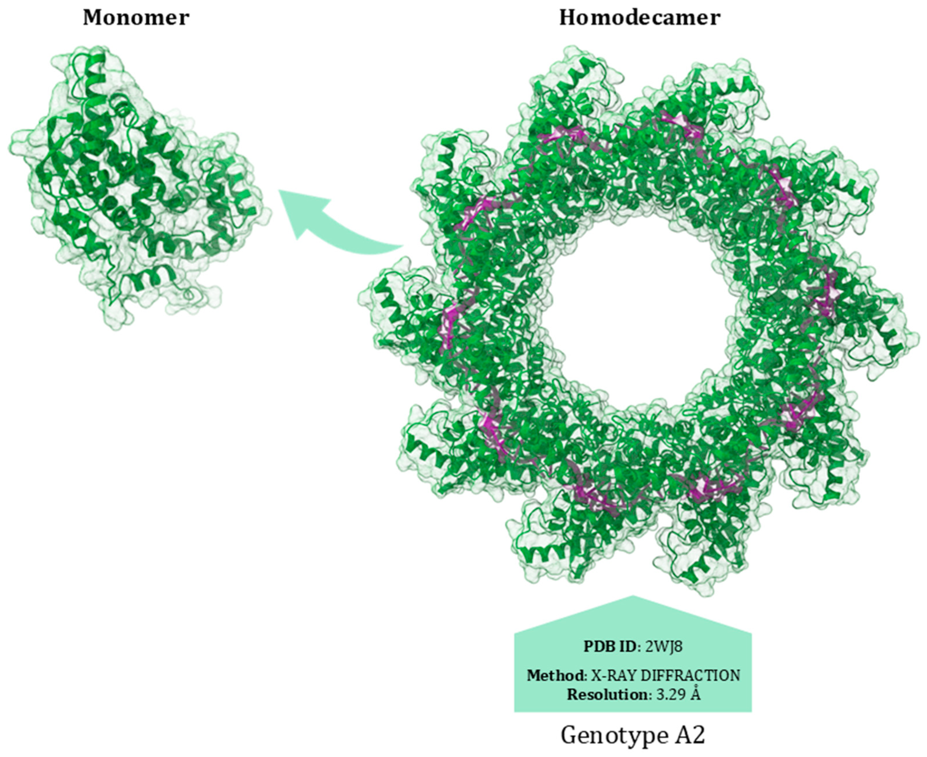 Viruses 17 00793 g005