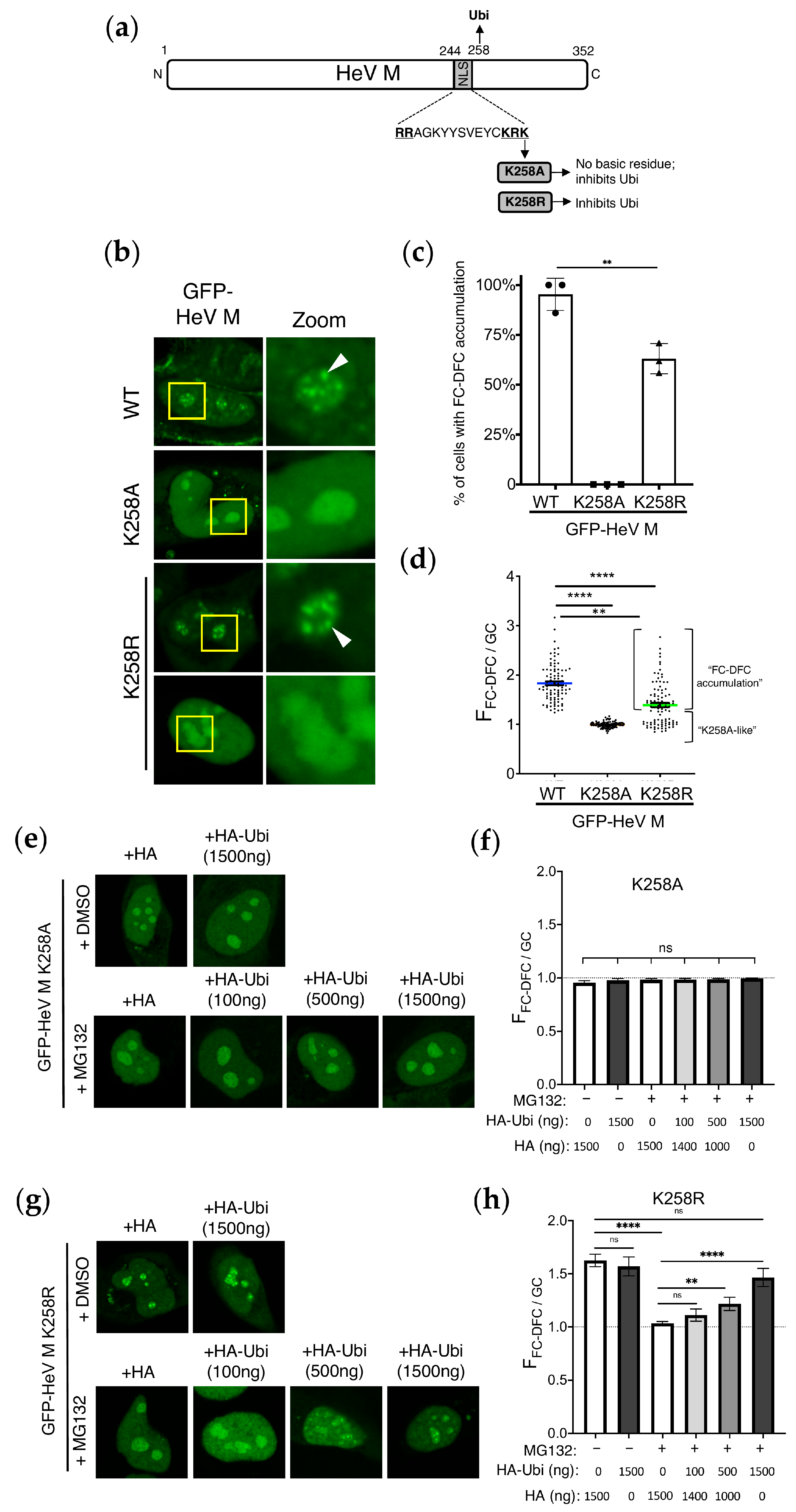 Viruses 17 00797 g002