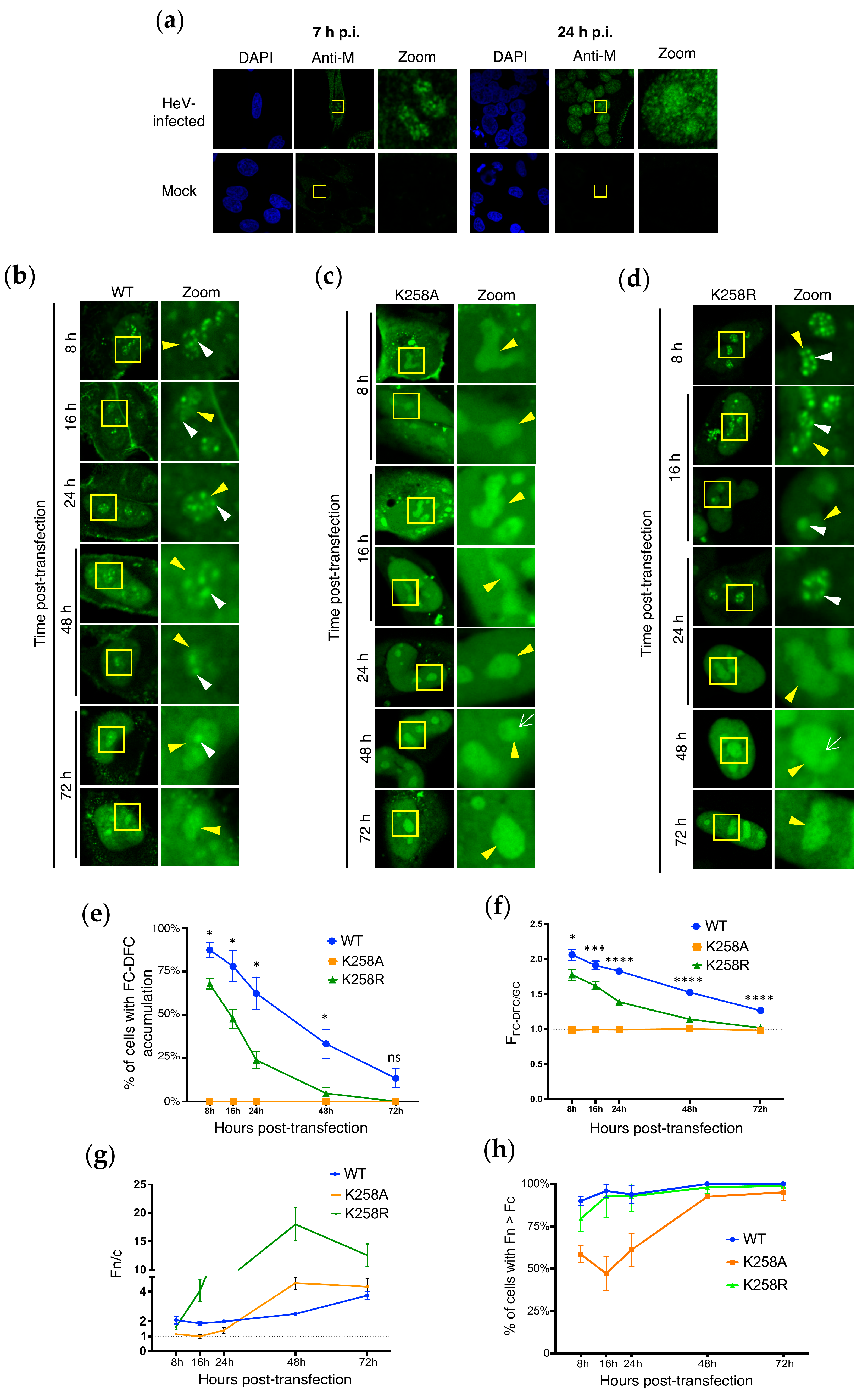 Viruses 17 00797 g003