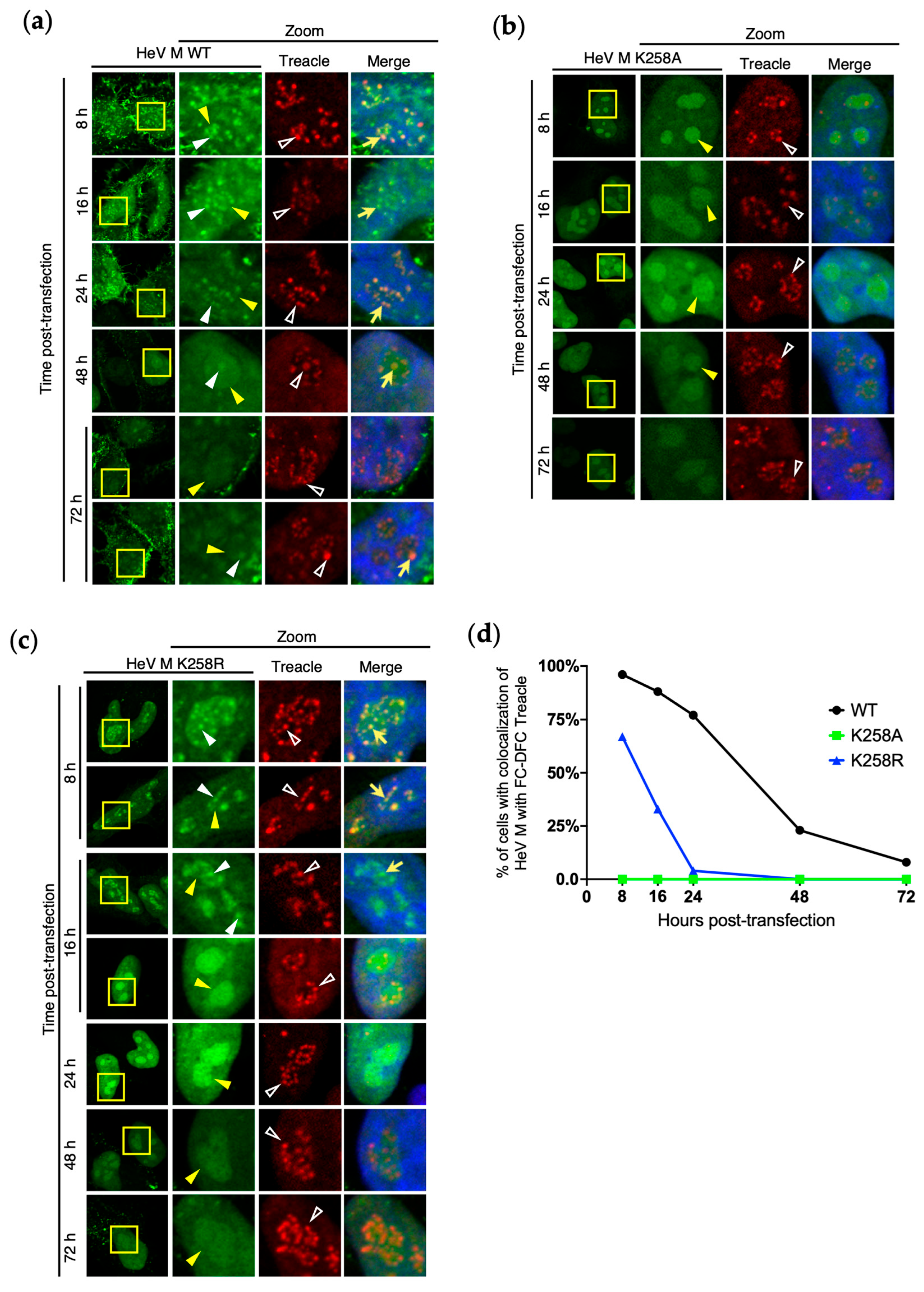 Viruses 17 00797 g004