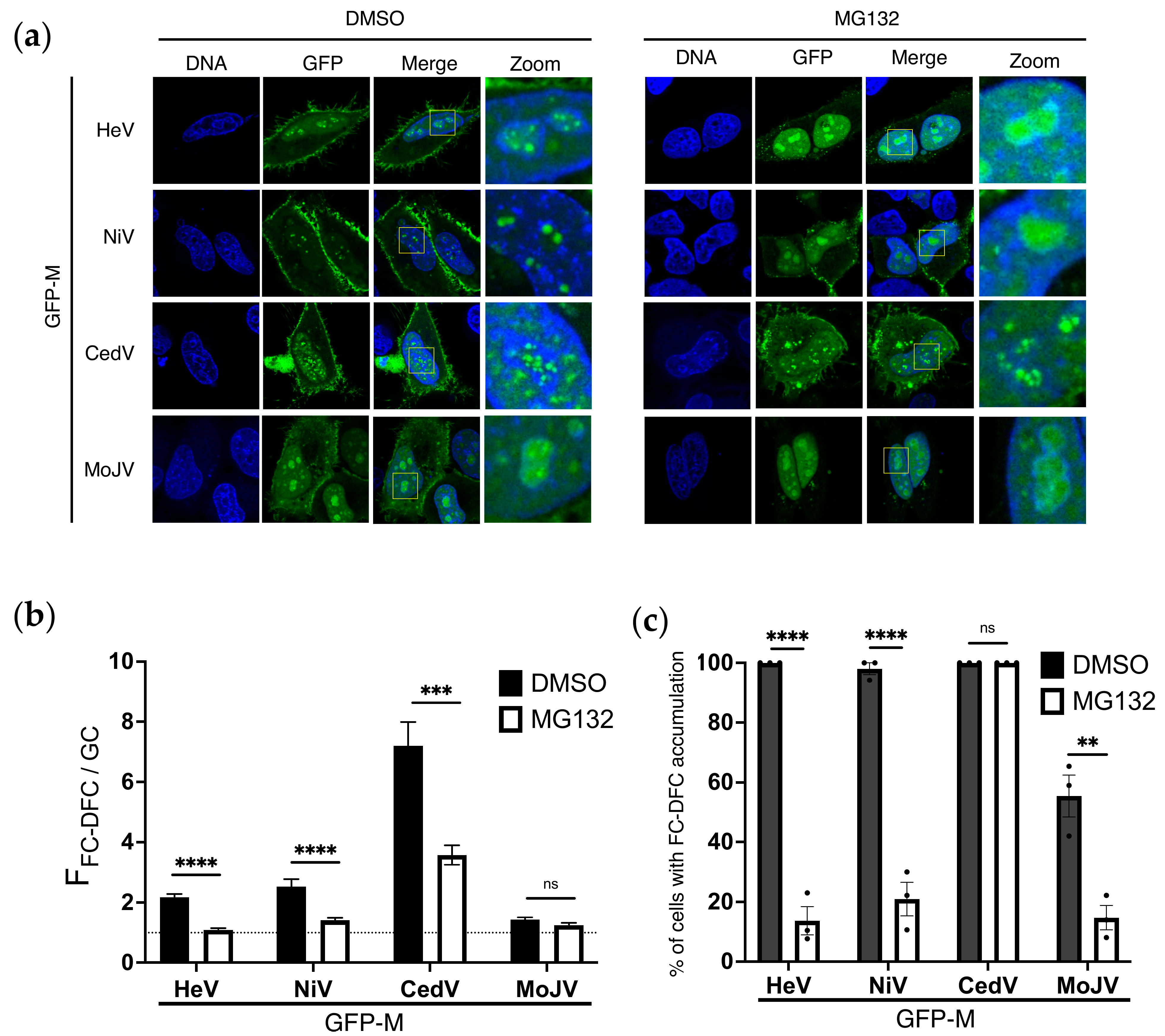 Viruses 17 00797 g005