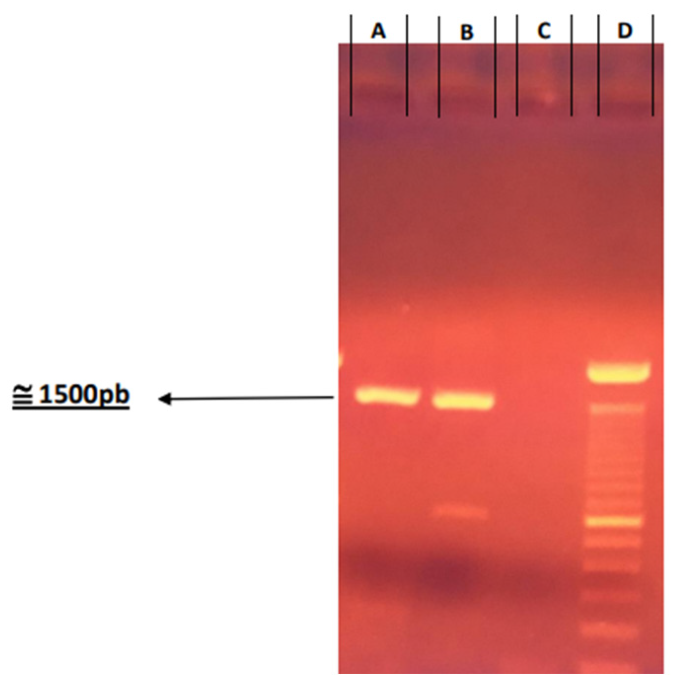 Viruses 17 00808 g002