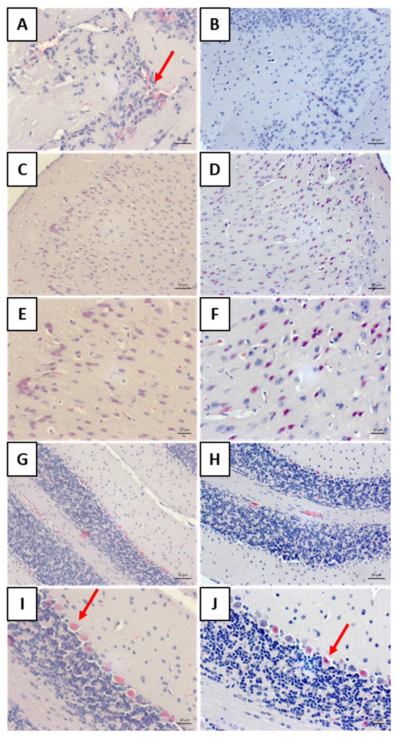 Viruses 17 00808 g009