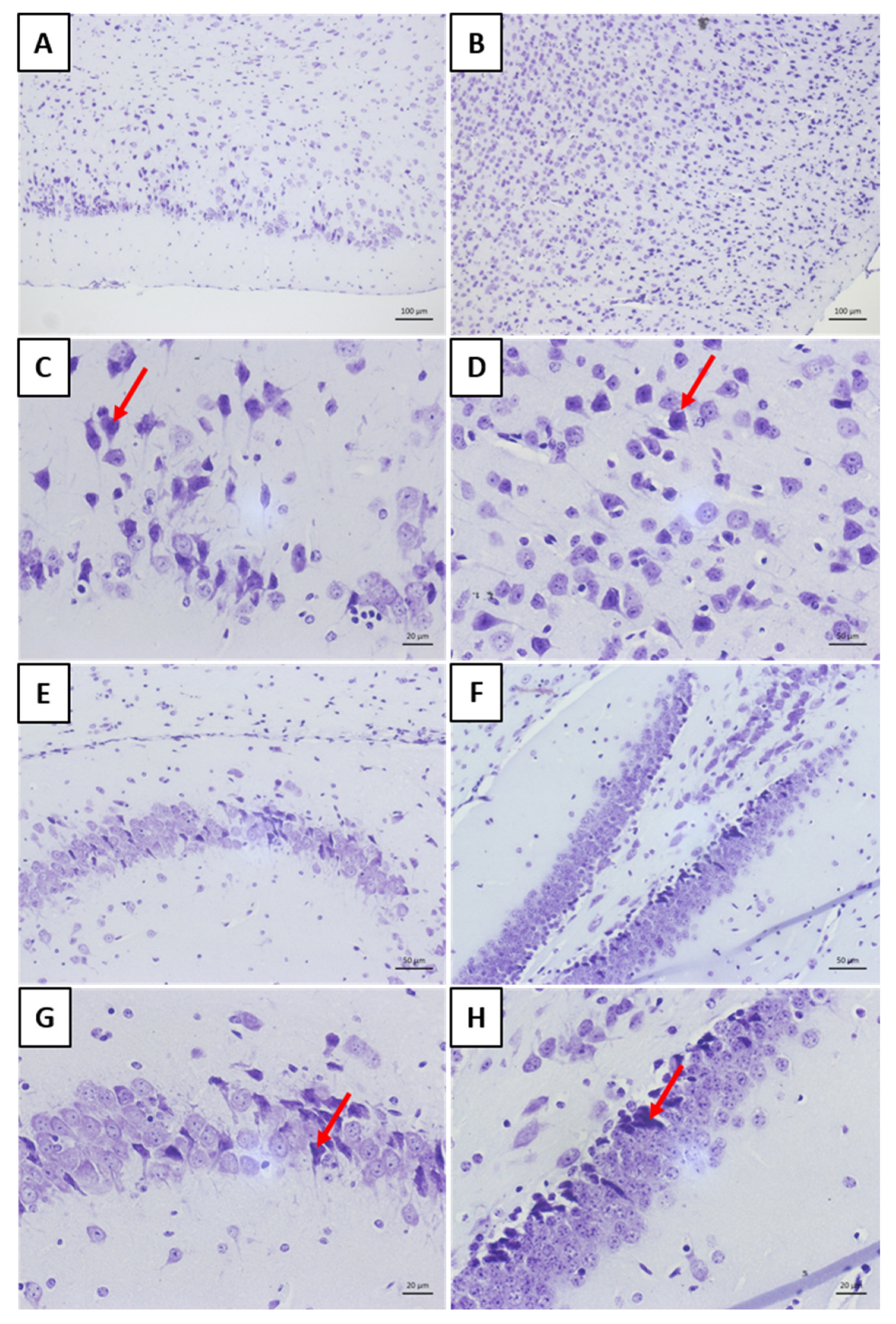Viruses 17 00808 g010