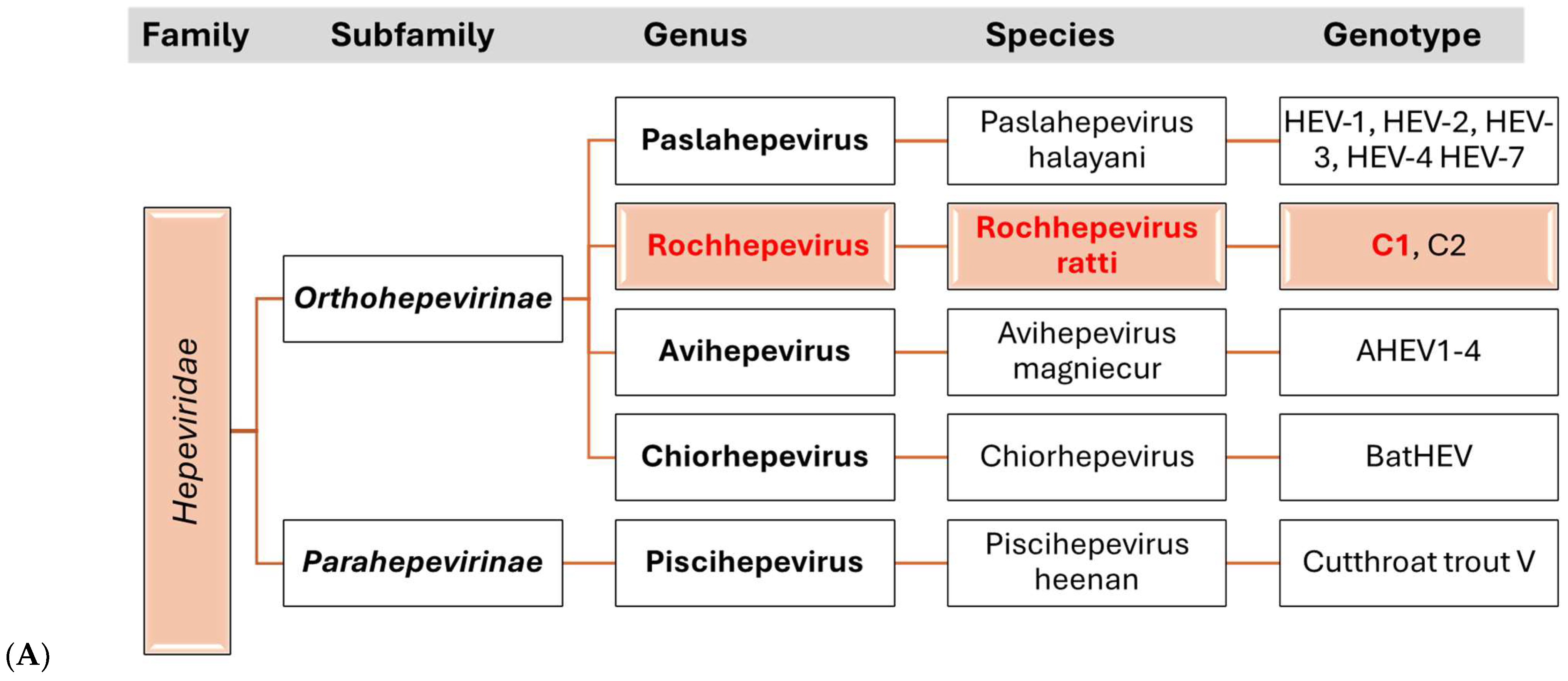 Viruses 17 00809 g002a Viruses 17 00809 g002a
