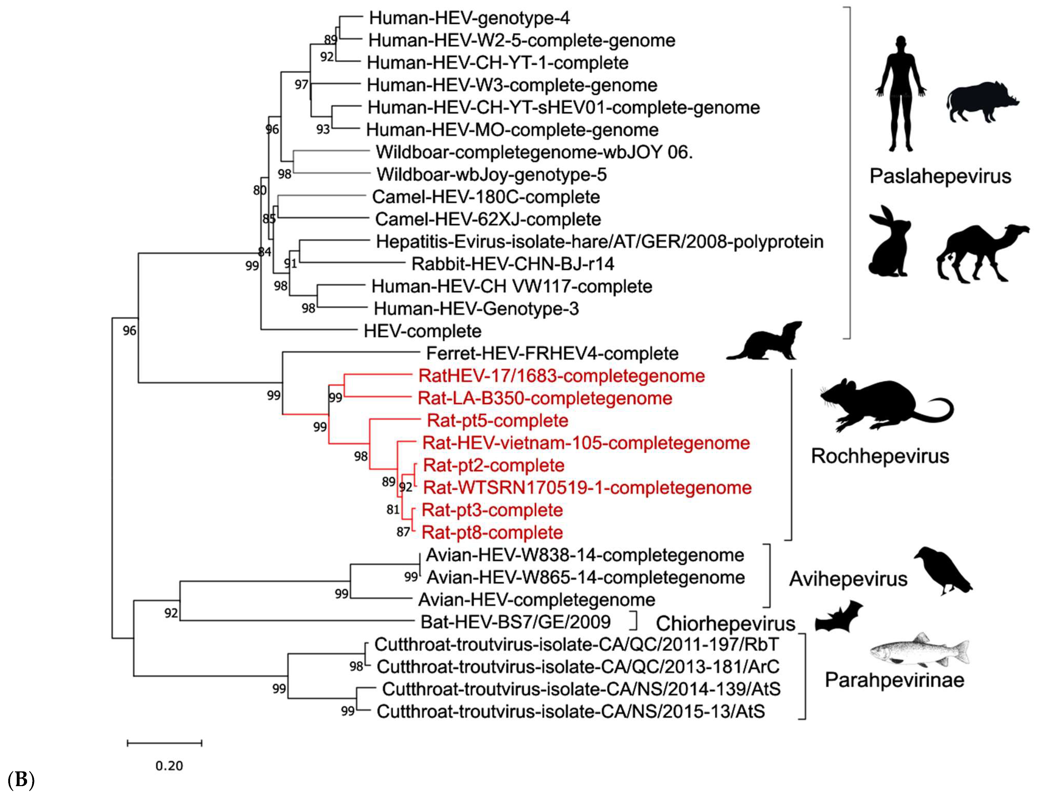Viruses 17 00809 g002b Viruses 17 00809 g002b