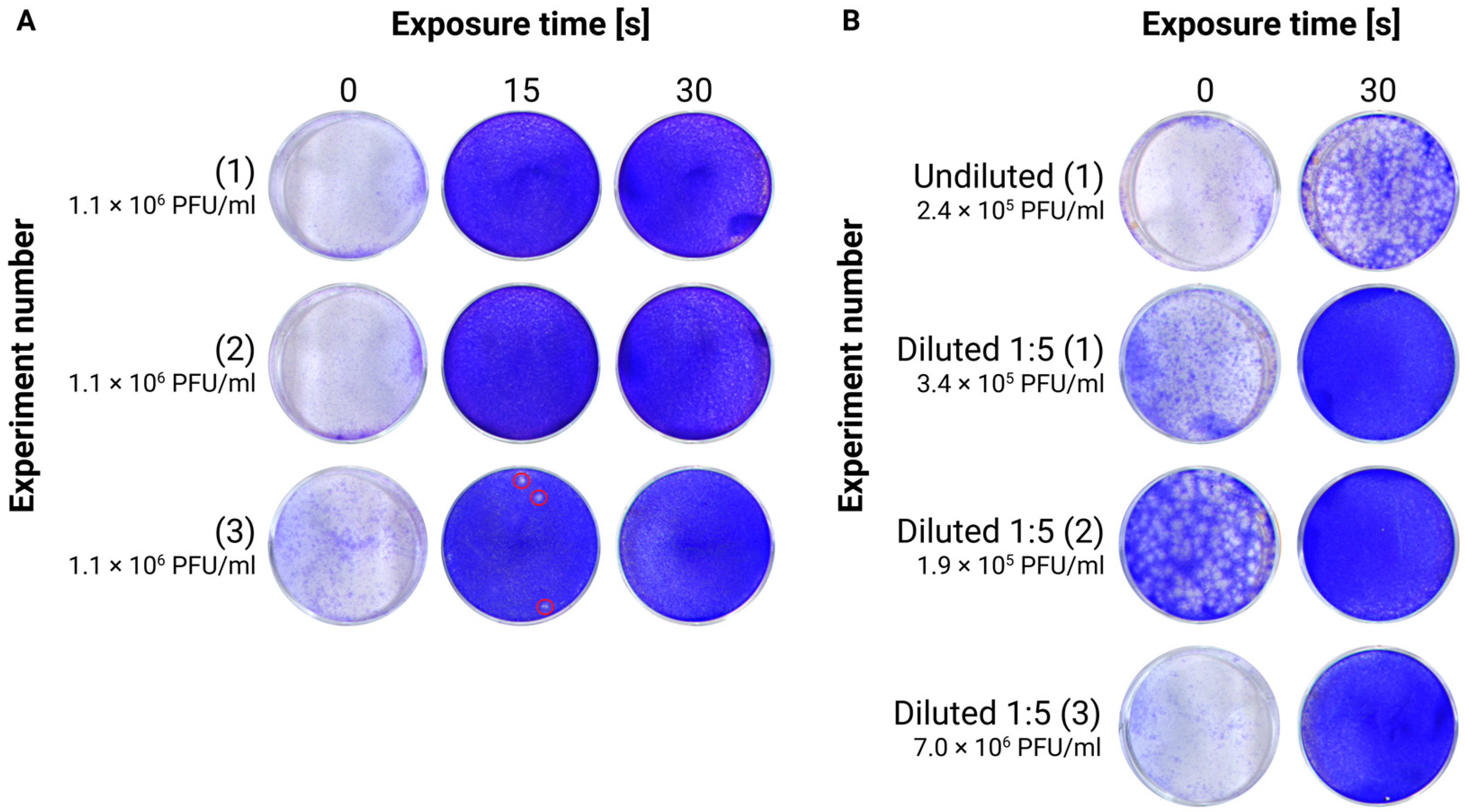 Viruses 17 00810 g001