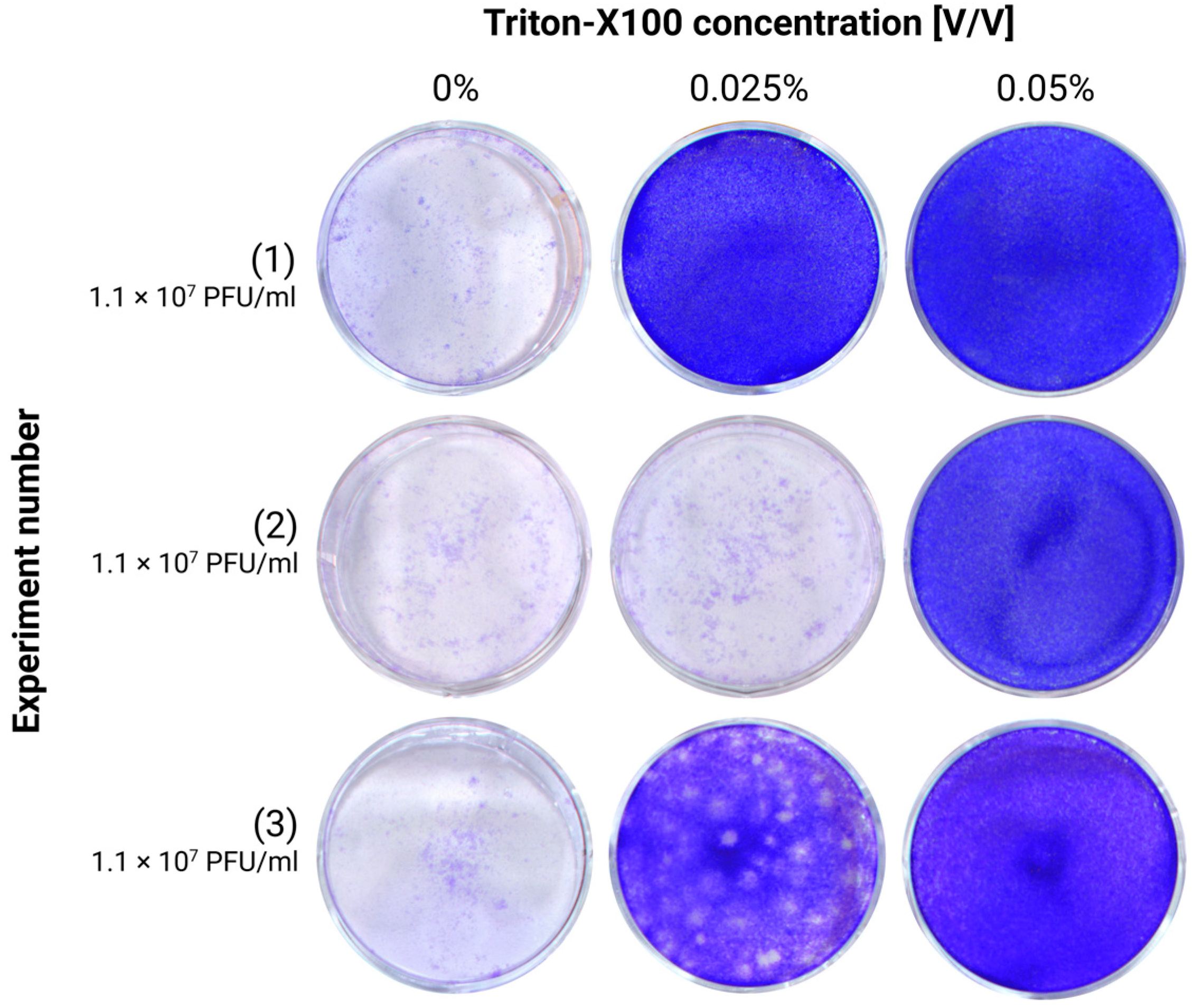 Viruses 17 00810 g002