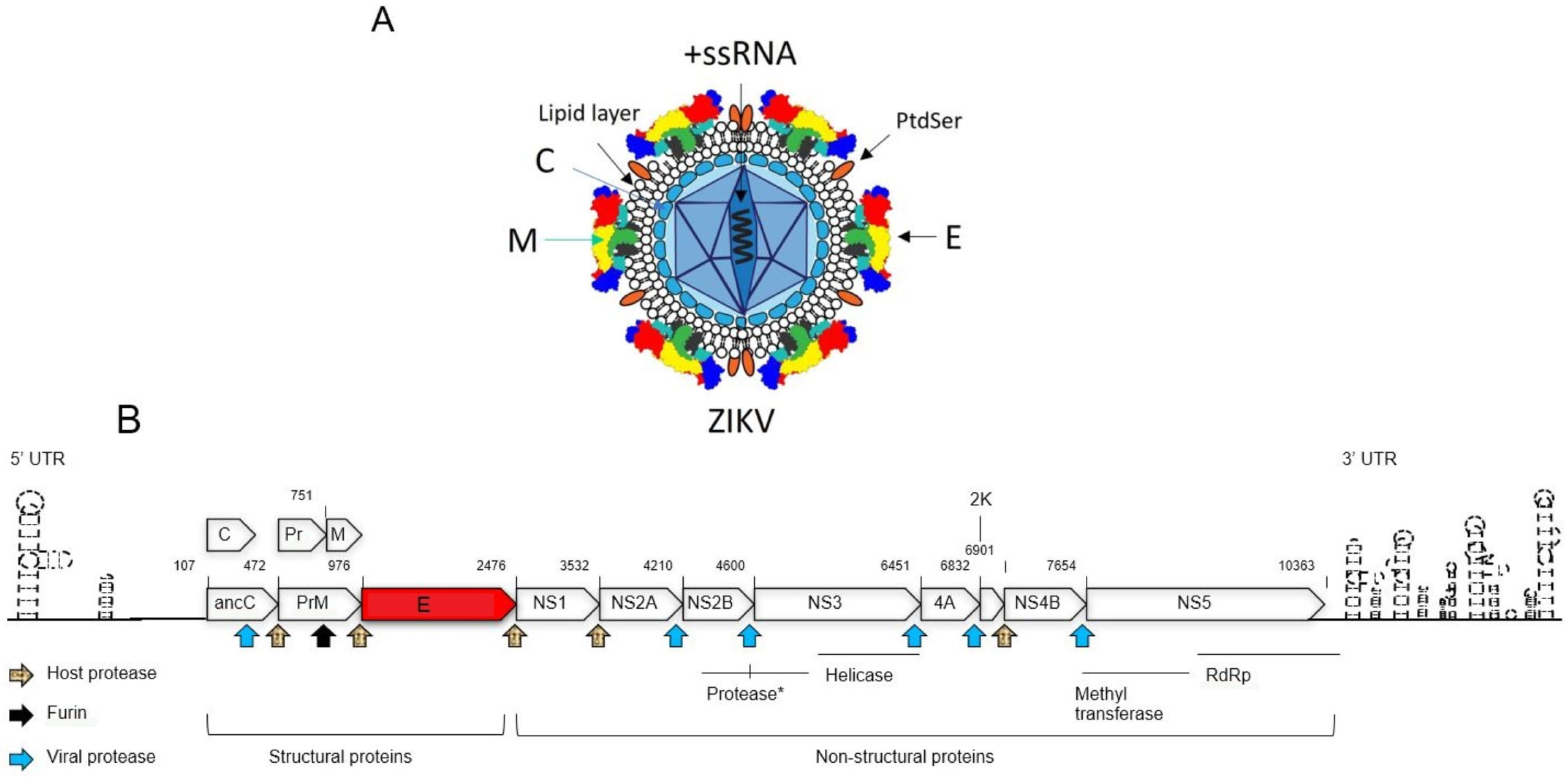 Viruses 17 00817 g001