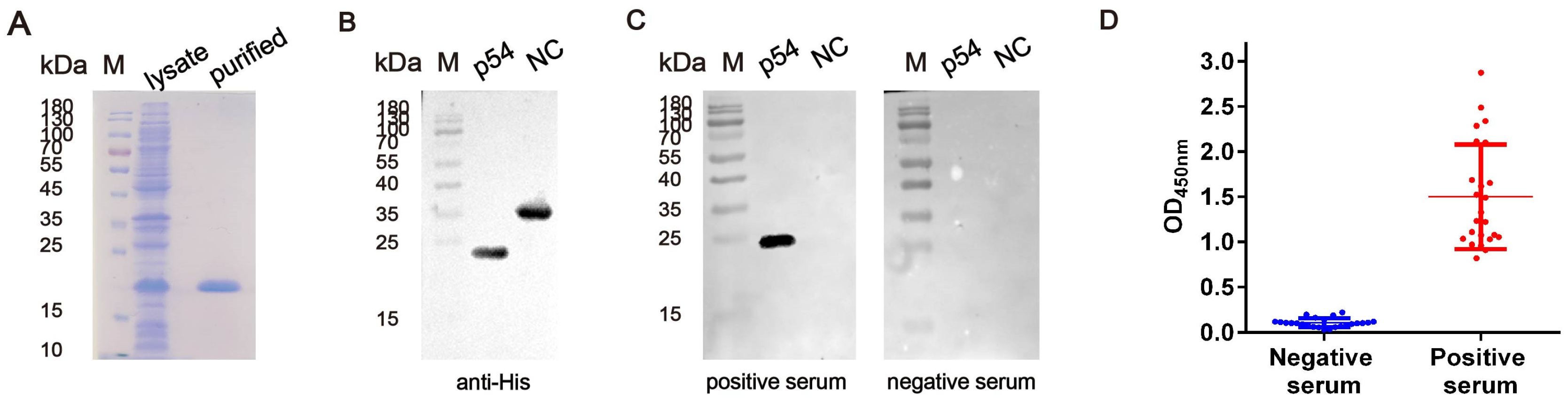 Viruses 17 00823 g002