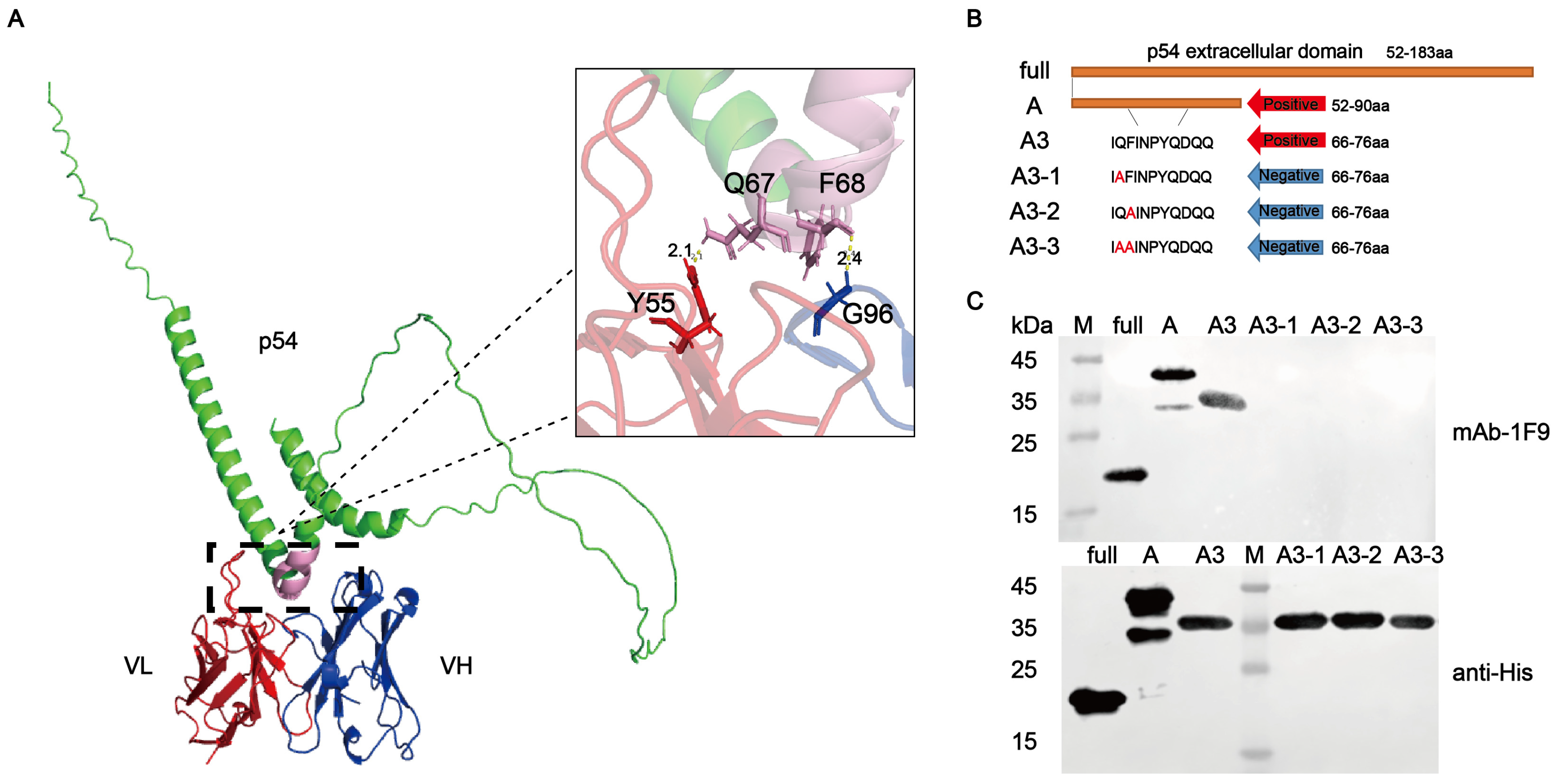 Viruses 17 00823 g005