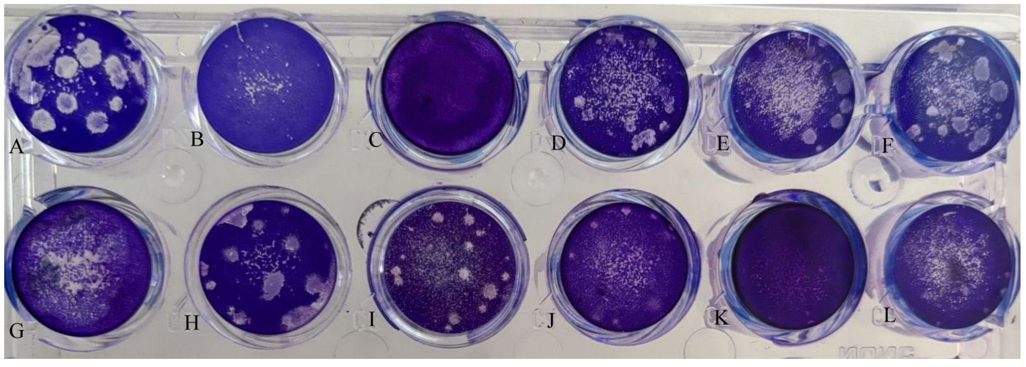 Viruses 17 00824 g006