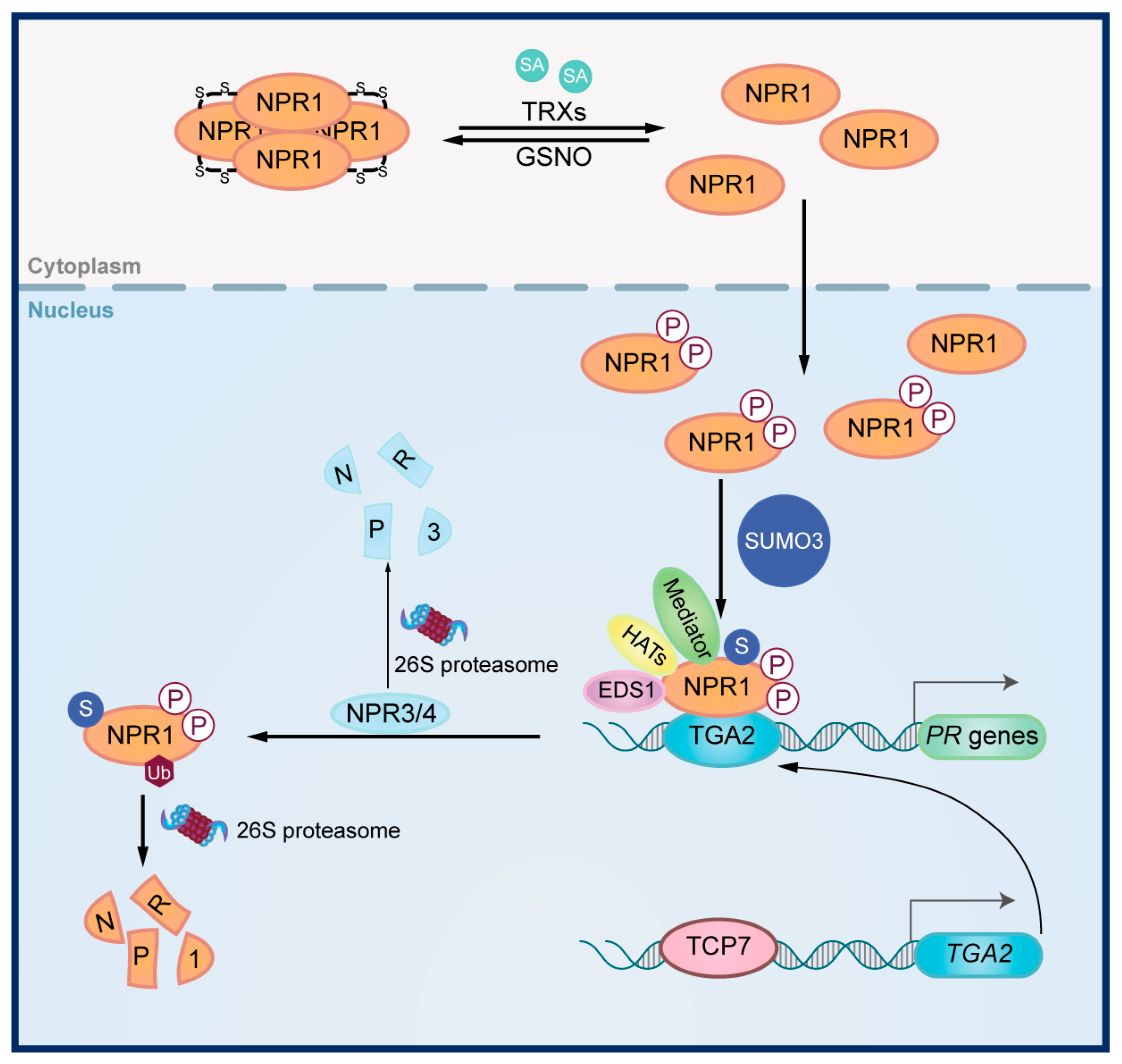 Viruses 17 00825 g001