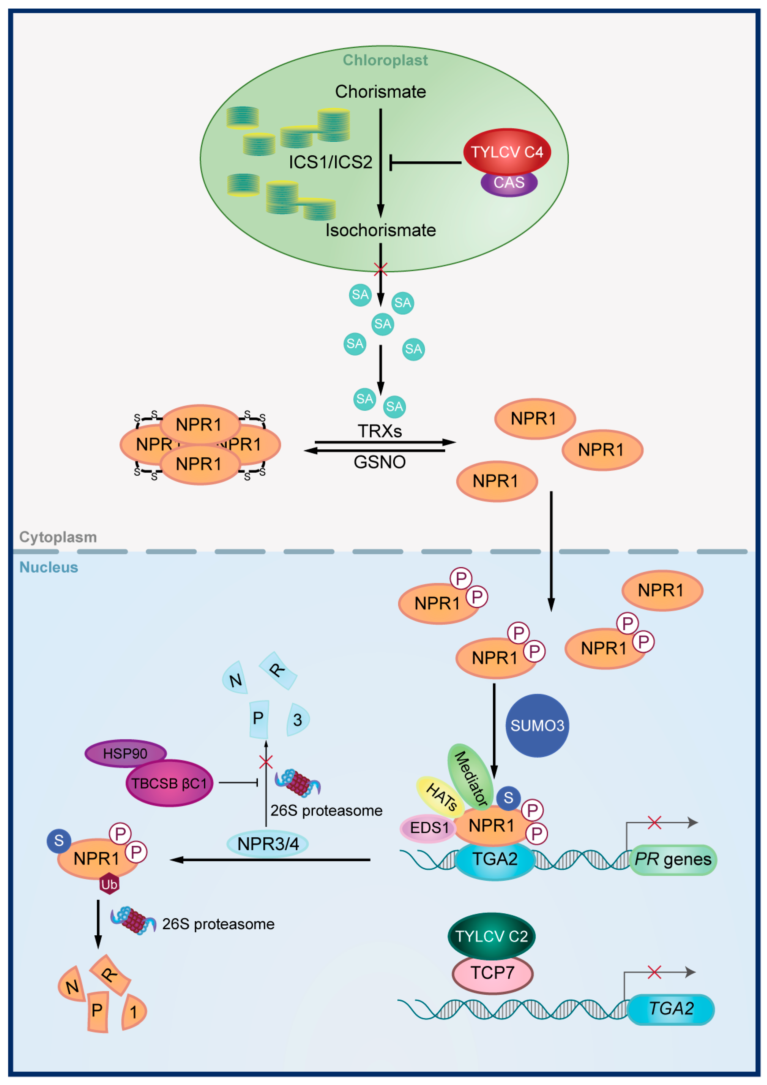 Viruses 17 00825 g002