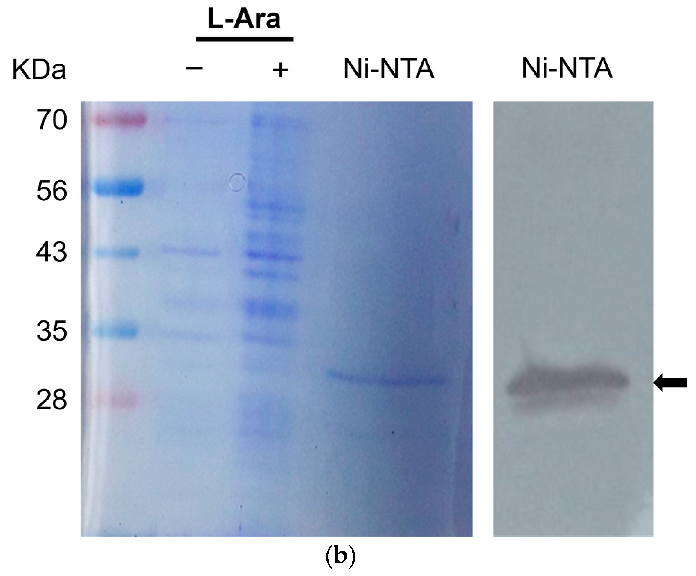 Viruses 17 00826 g001b
