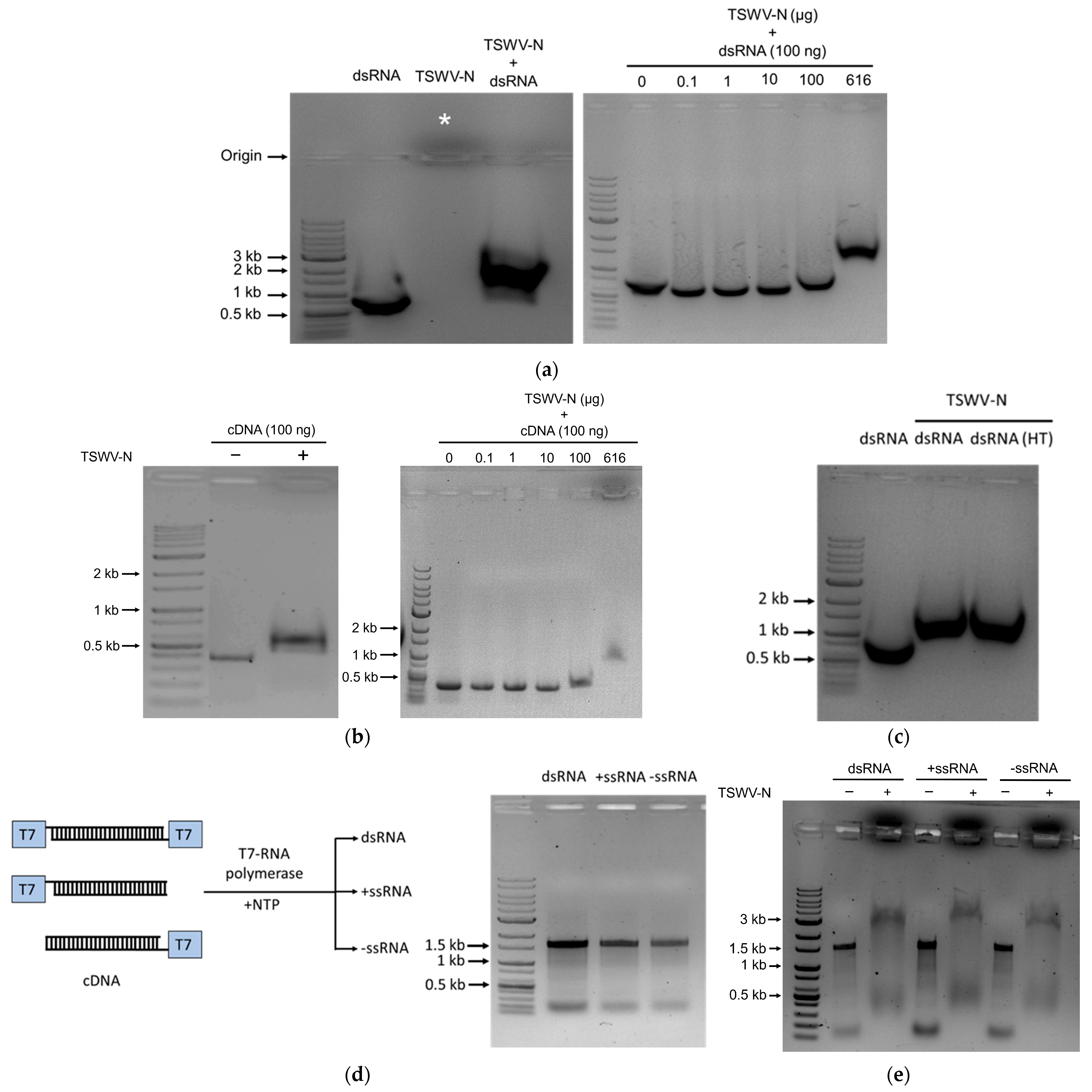 Viruses 17 00826 g002