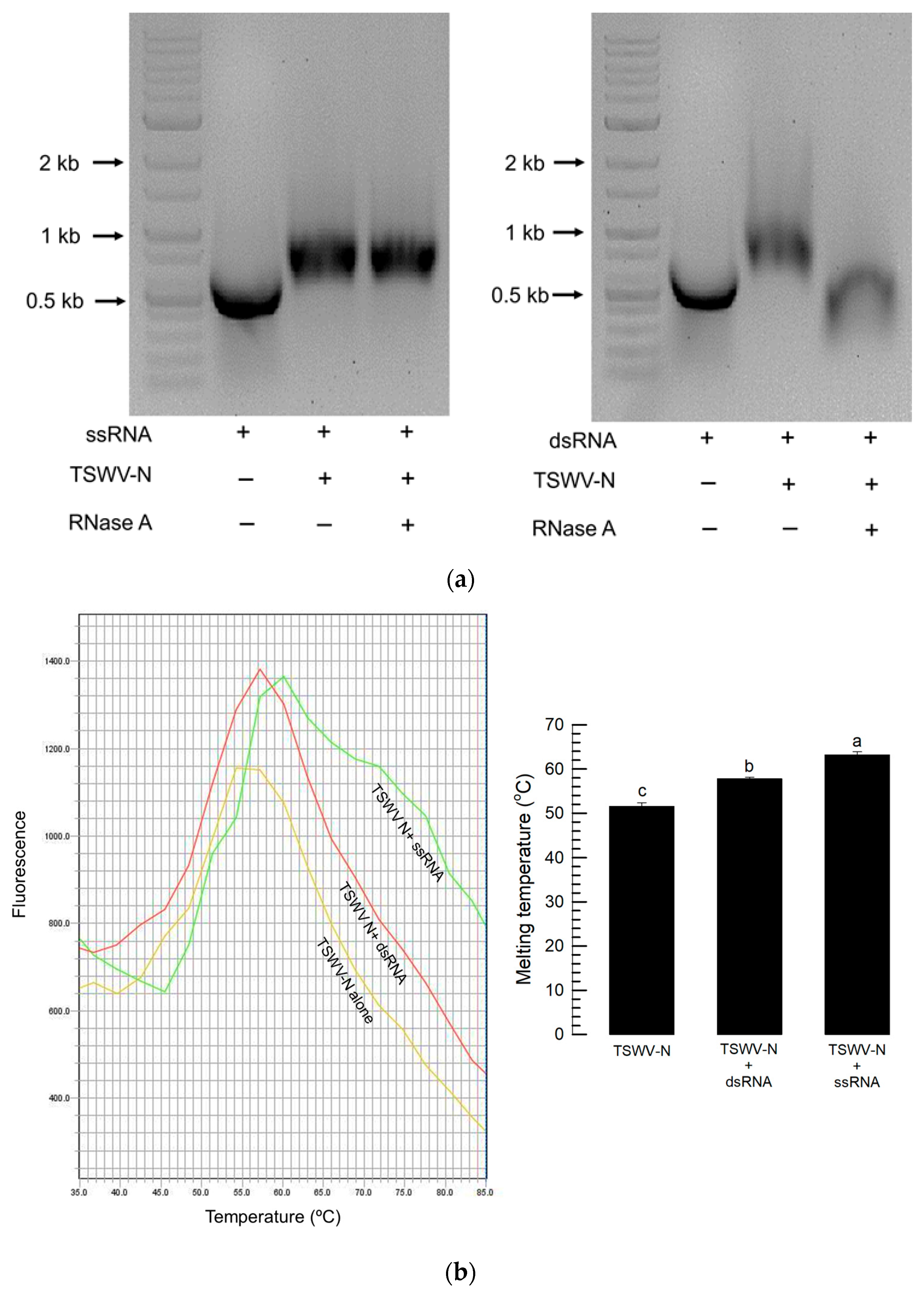 Viruses 17 00826 g004