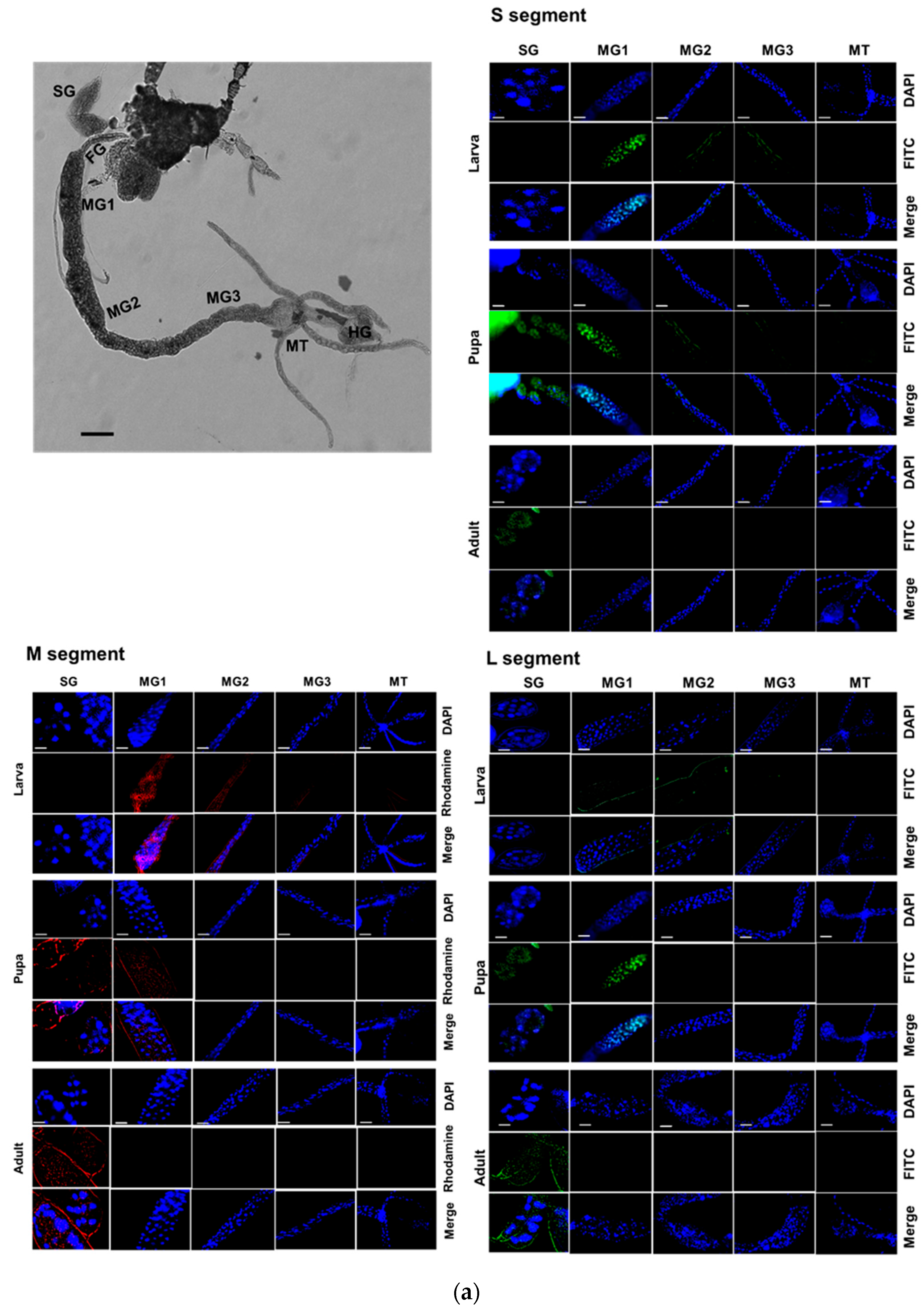 Viruses 17 00826 g006a
