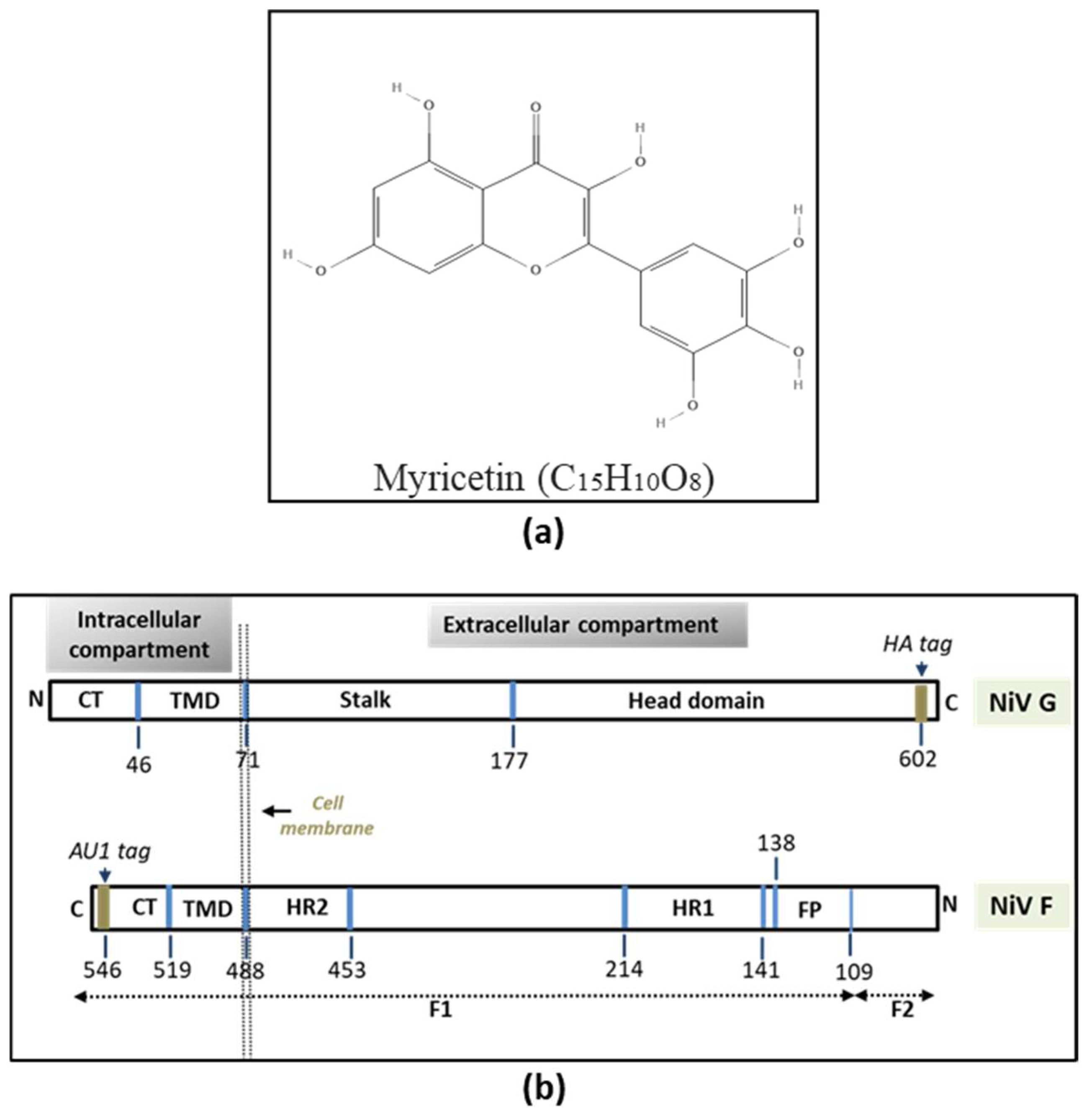 Viruses 17 00827 g001