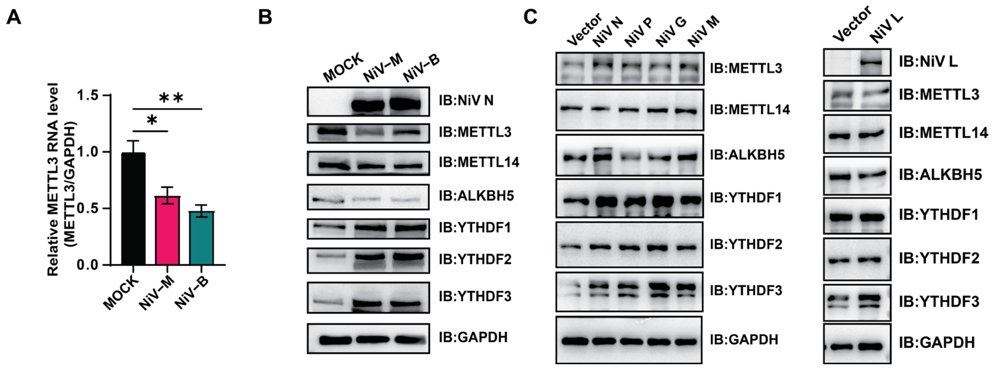Viruses 17 00831 g002