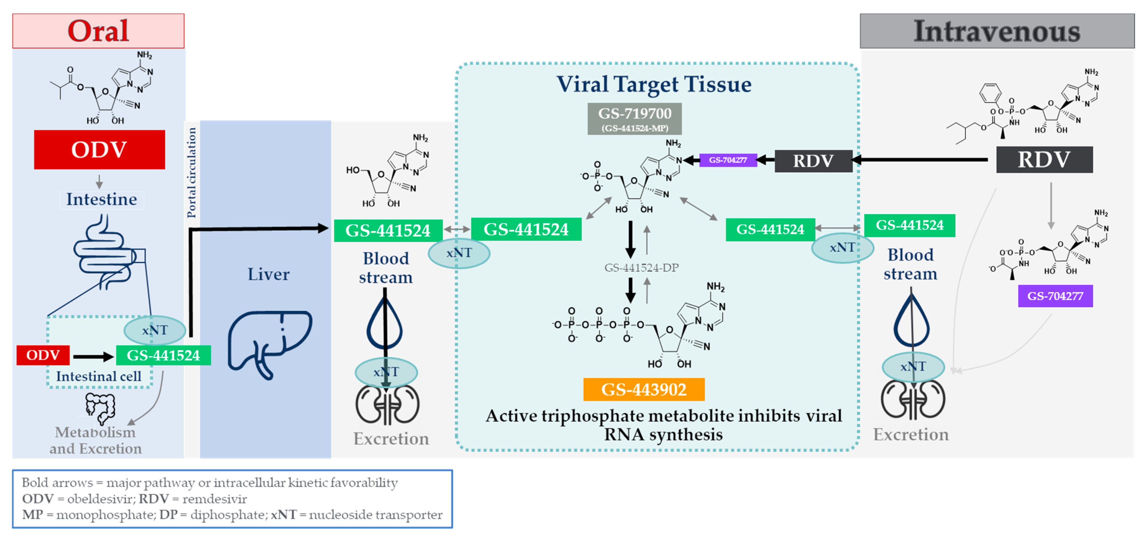 Viruses 17 00836 g001