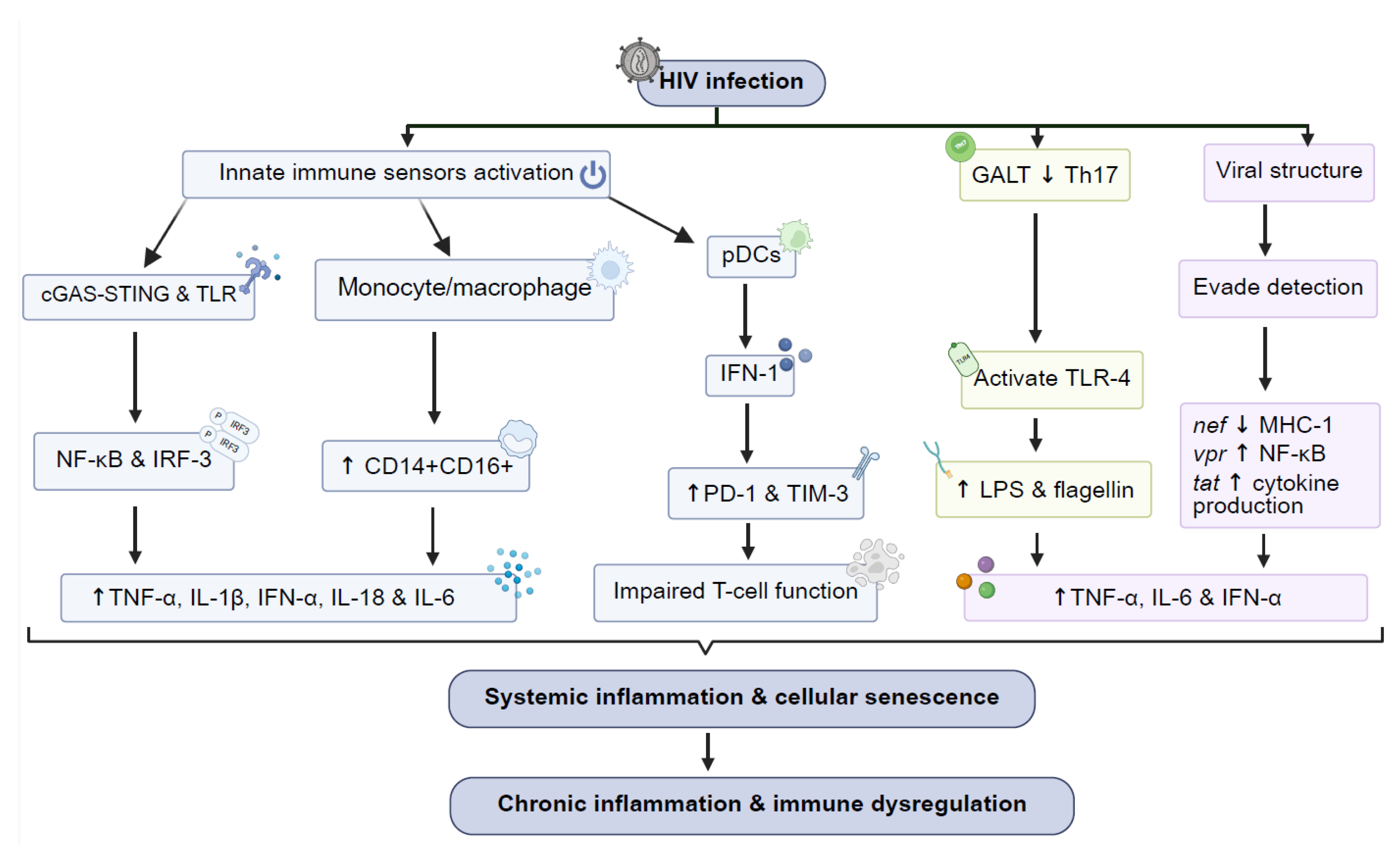 Viruses 17 00839 g002
