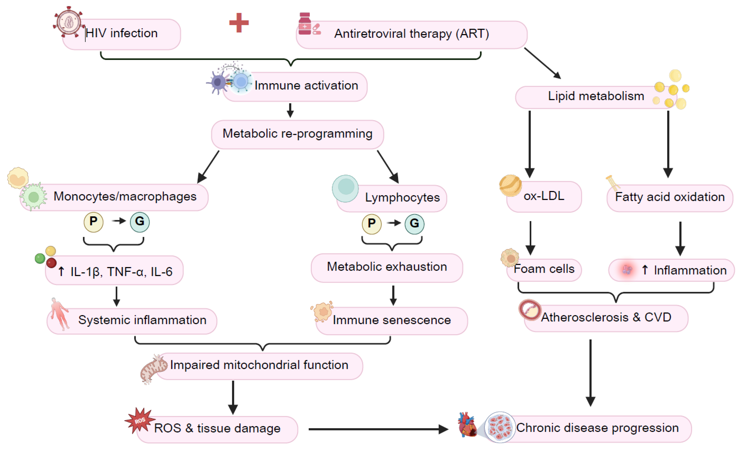 Viruses 17 00839 g003