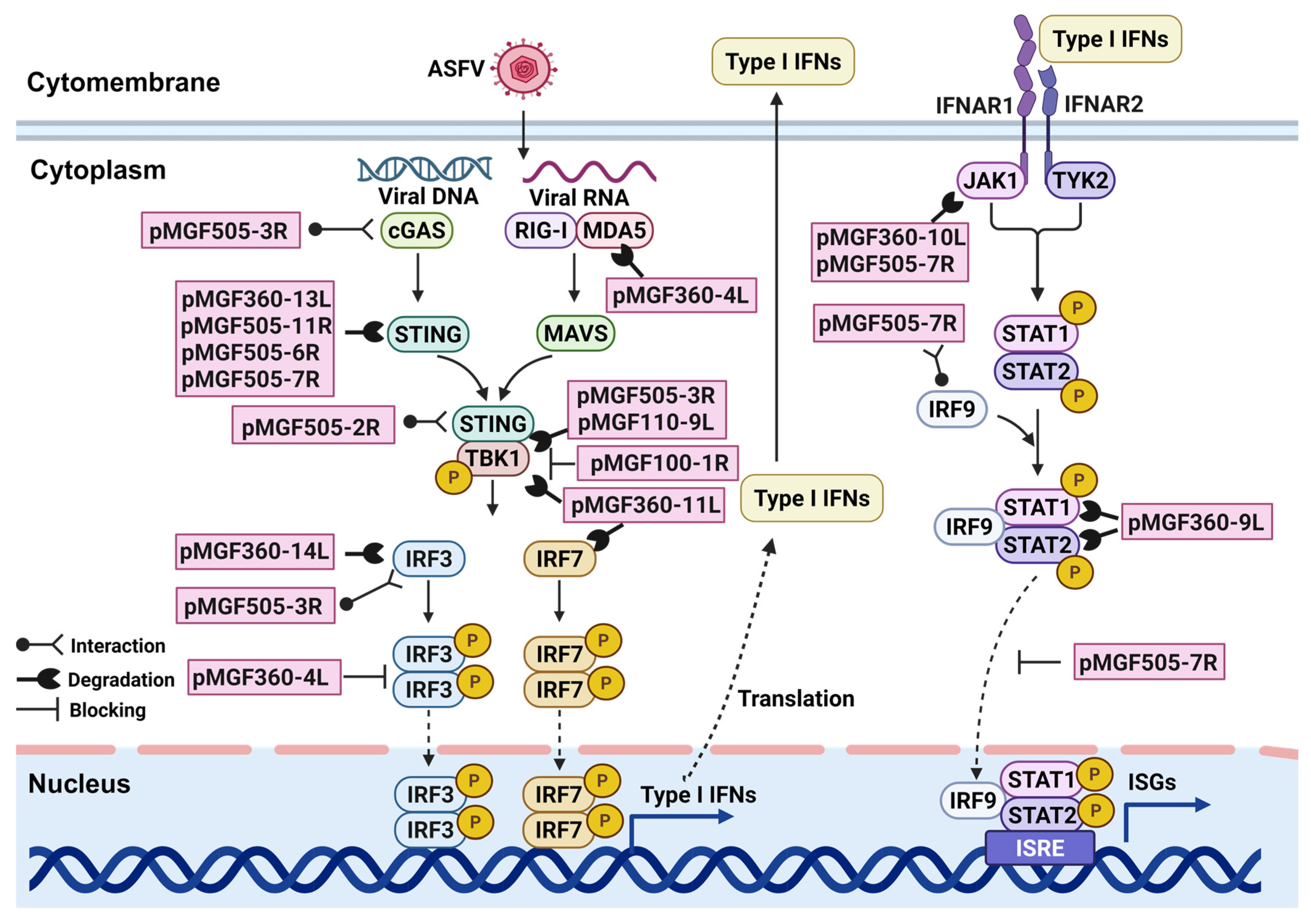 Viruses 17 00865 g002