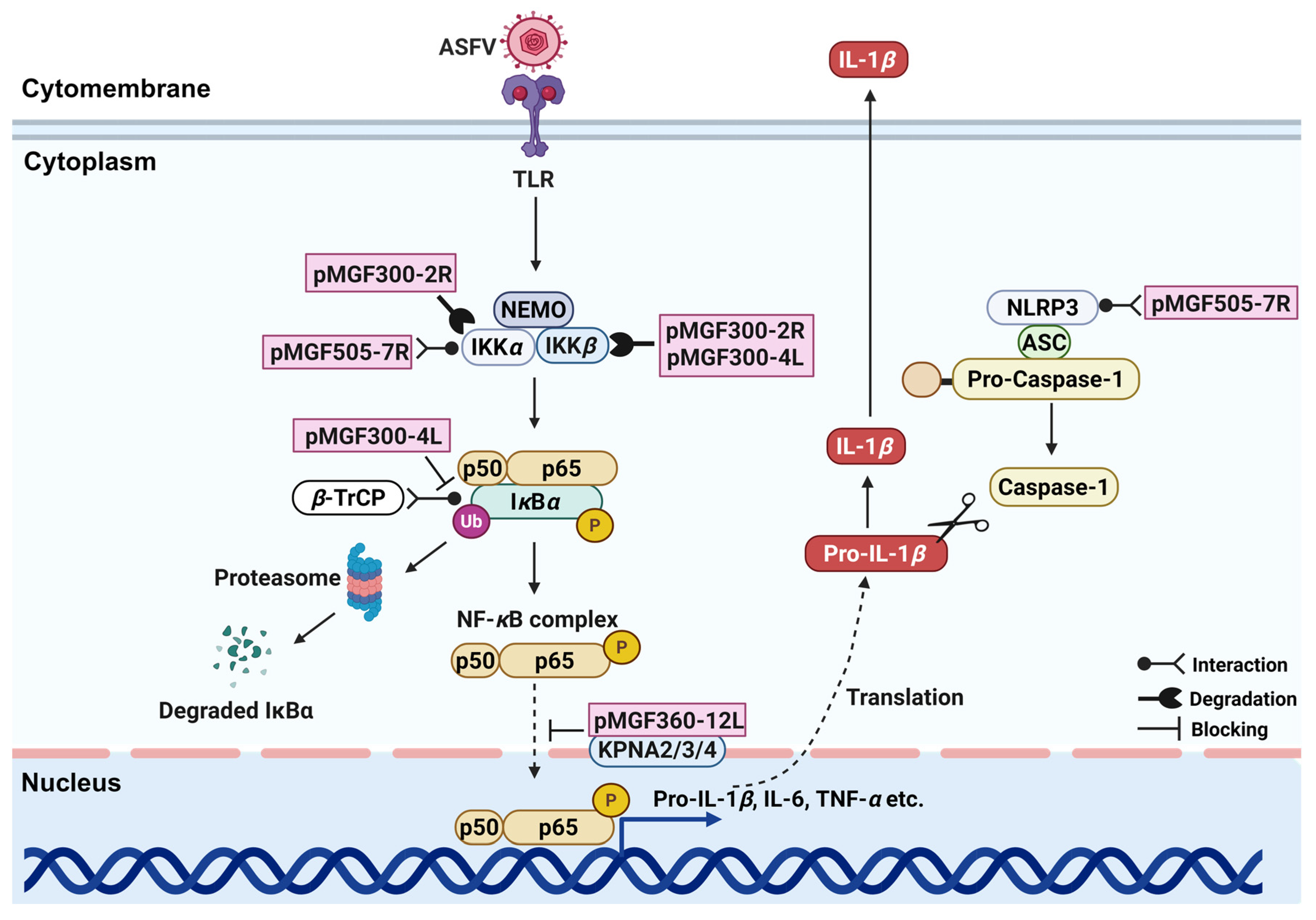 Viruses 17 00865 g003