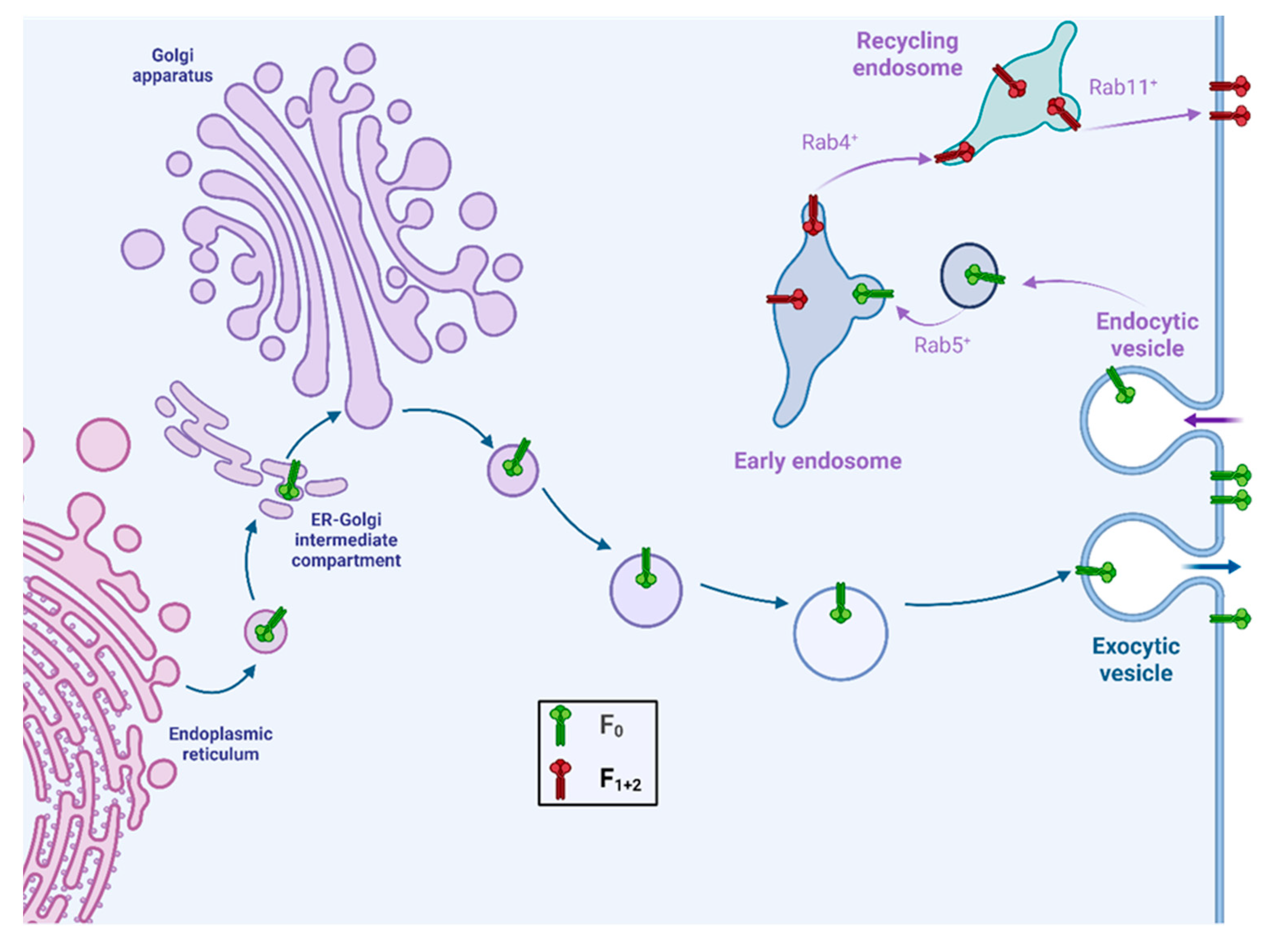Viruses 17 00866 g002