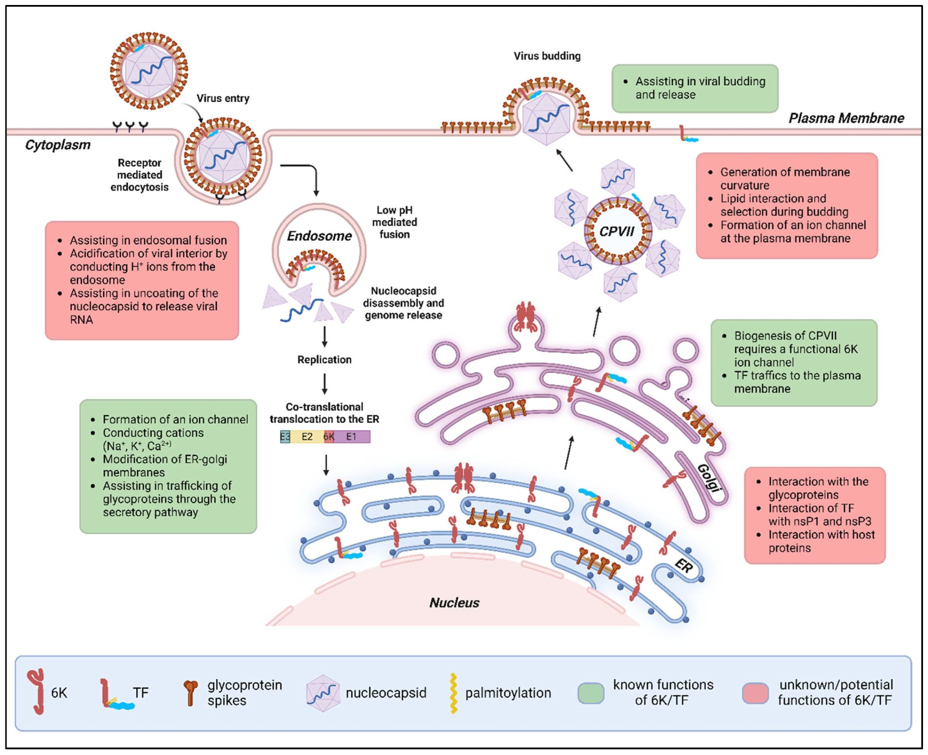 Viruses 17 00868 g003