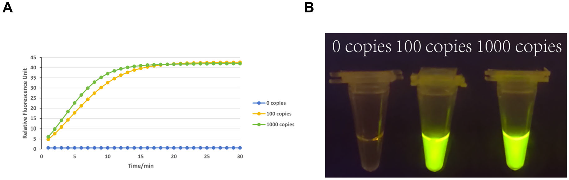 Viruses 17 00872 g002
