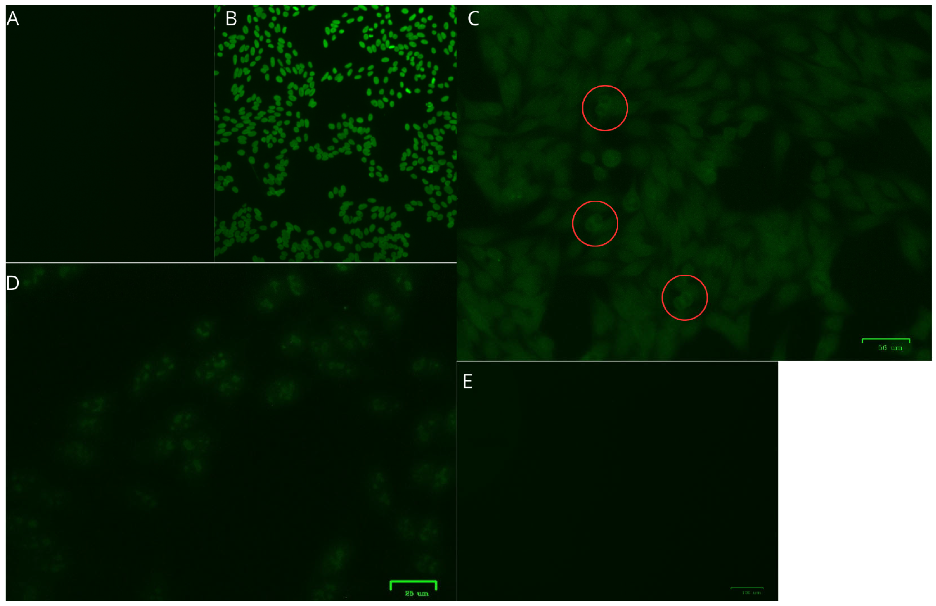 Viruses 17 00874 g001