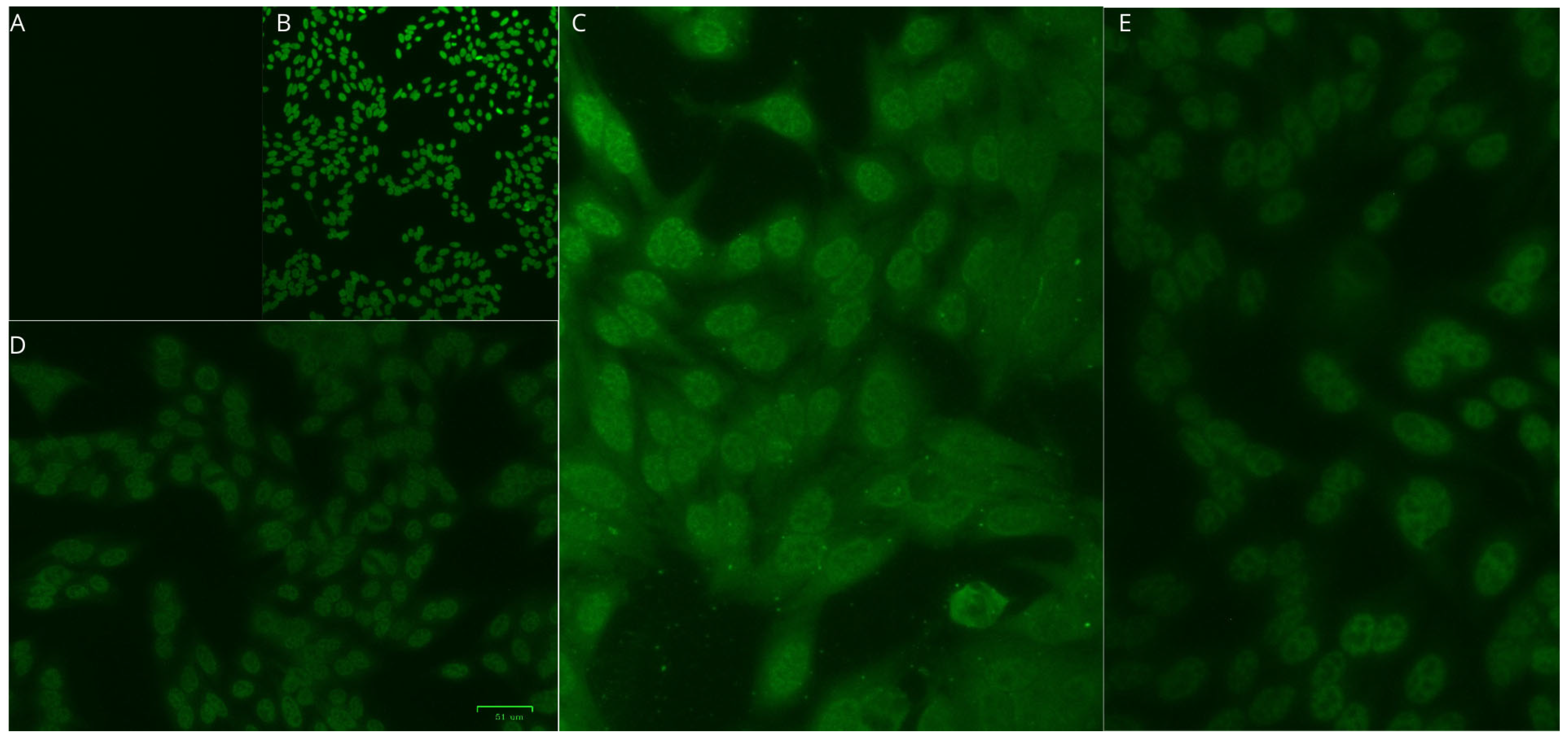 Viruses 17 00874 g002