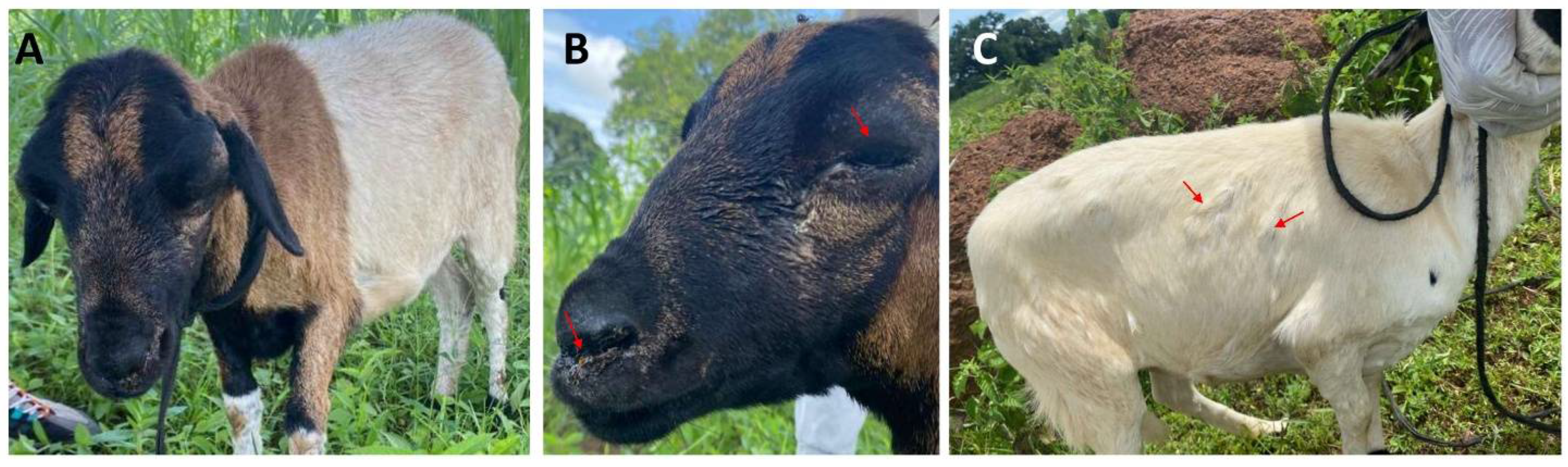 Viruses 17 00875 g002 Viruses 17 00875 g002