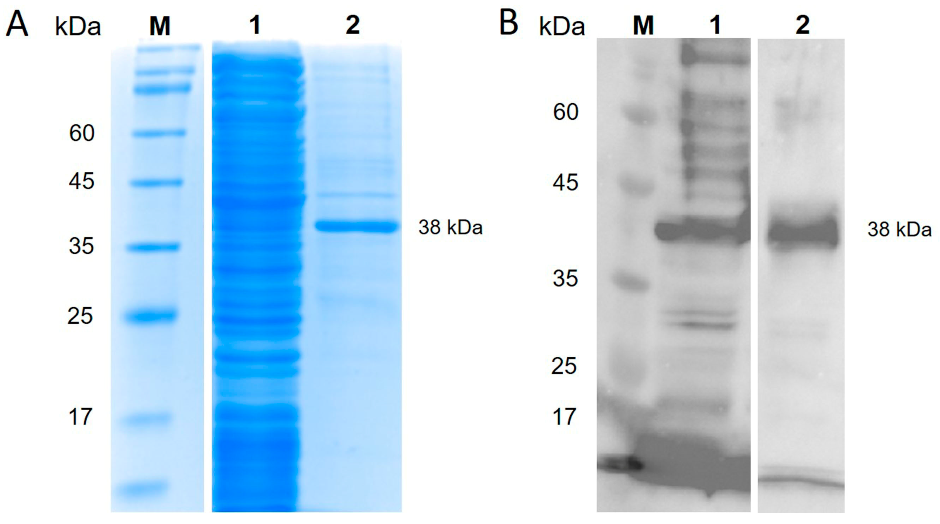 Viruses 17 00877 g002