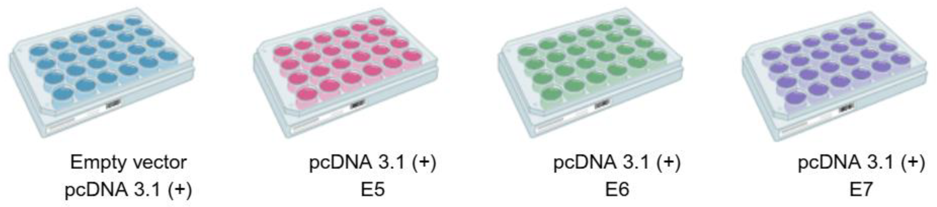 Viruses 17 00880 g001