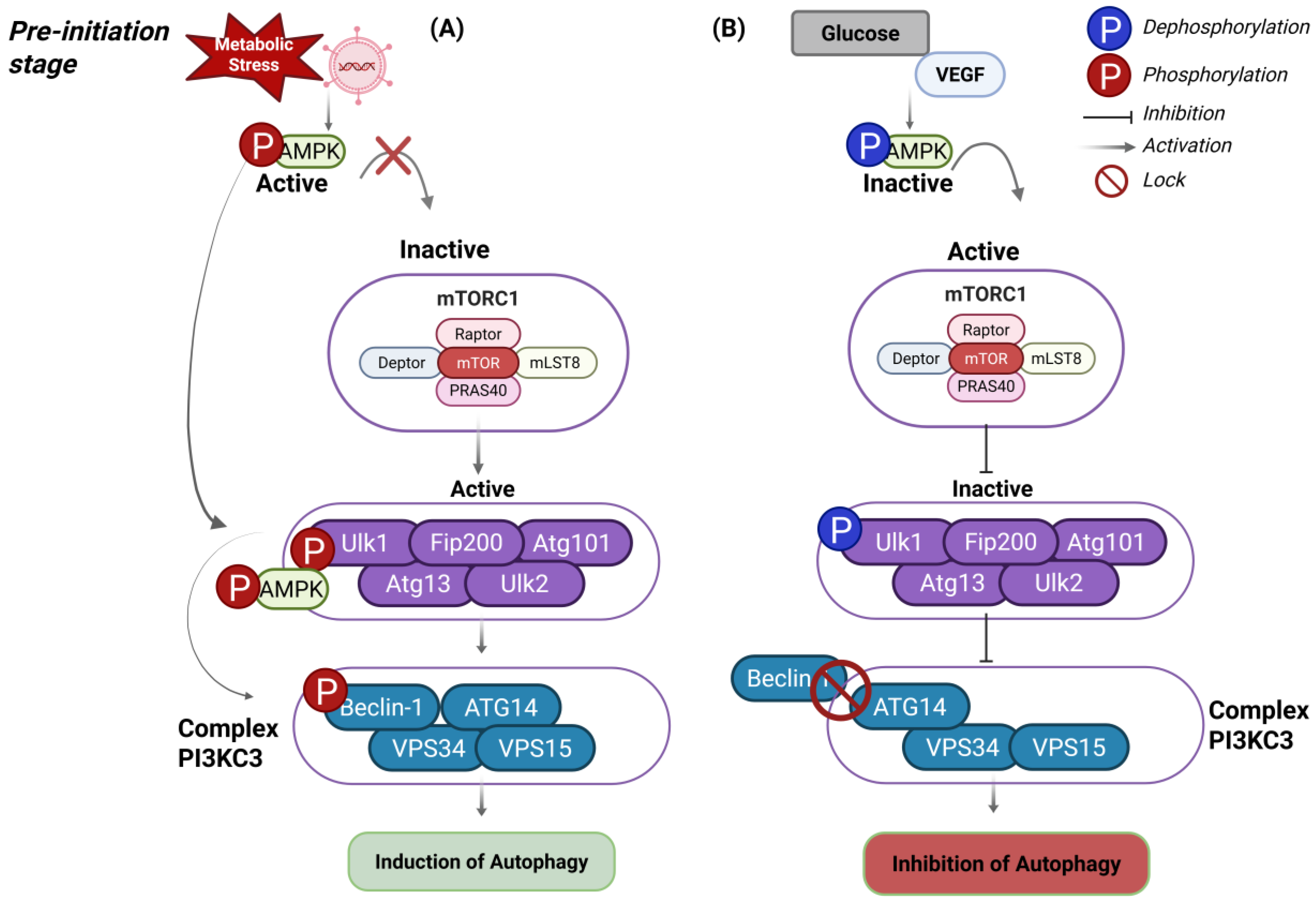Viruses 17 00884 g001