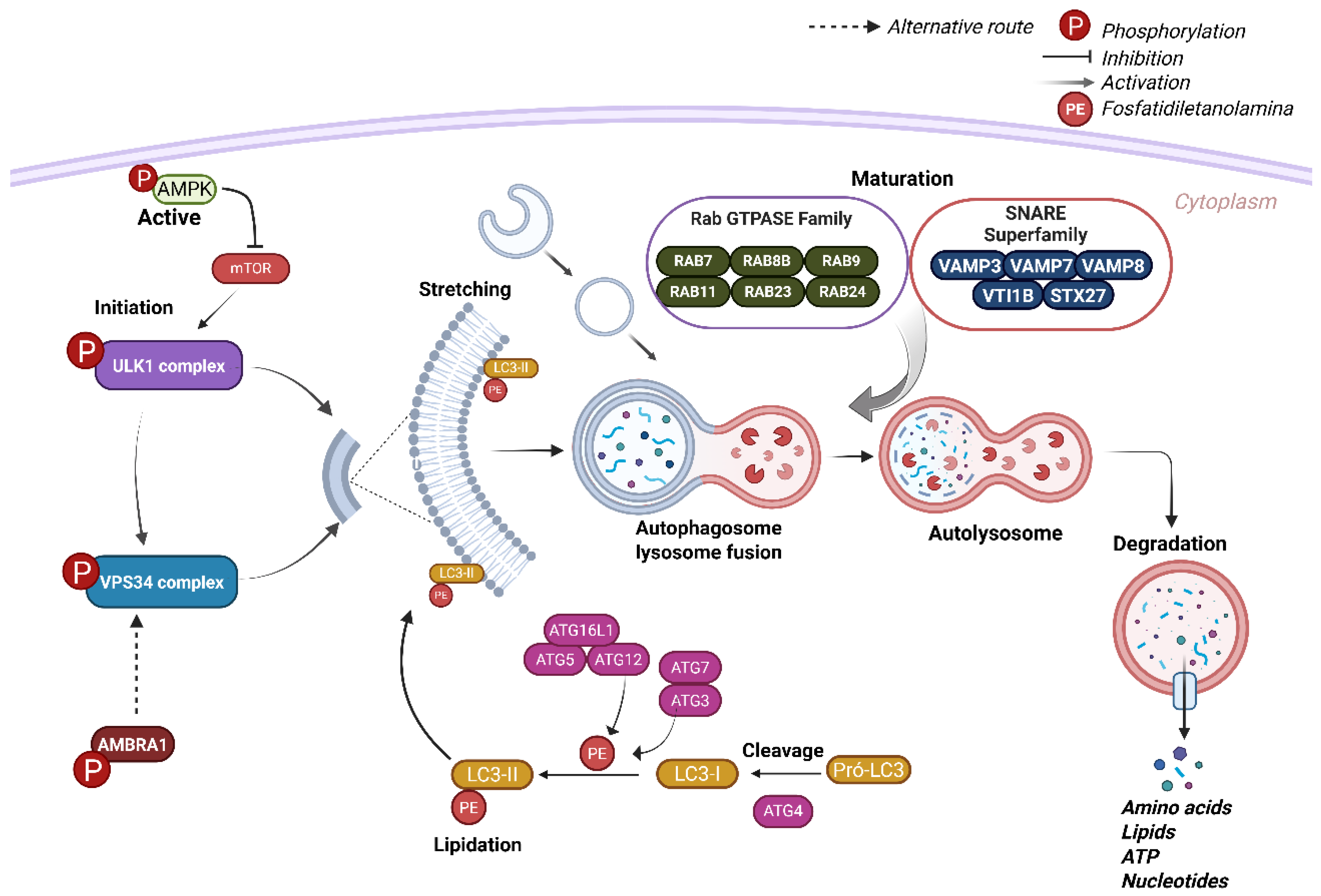 Viruses 17 00884 g002