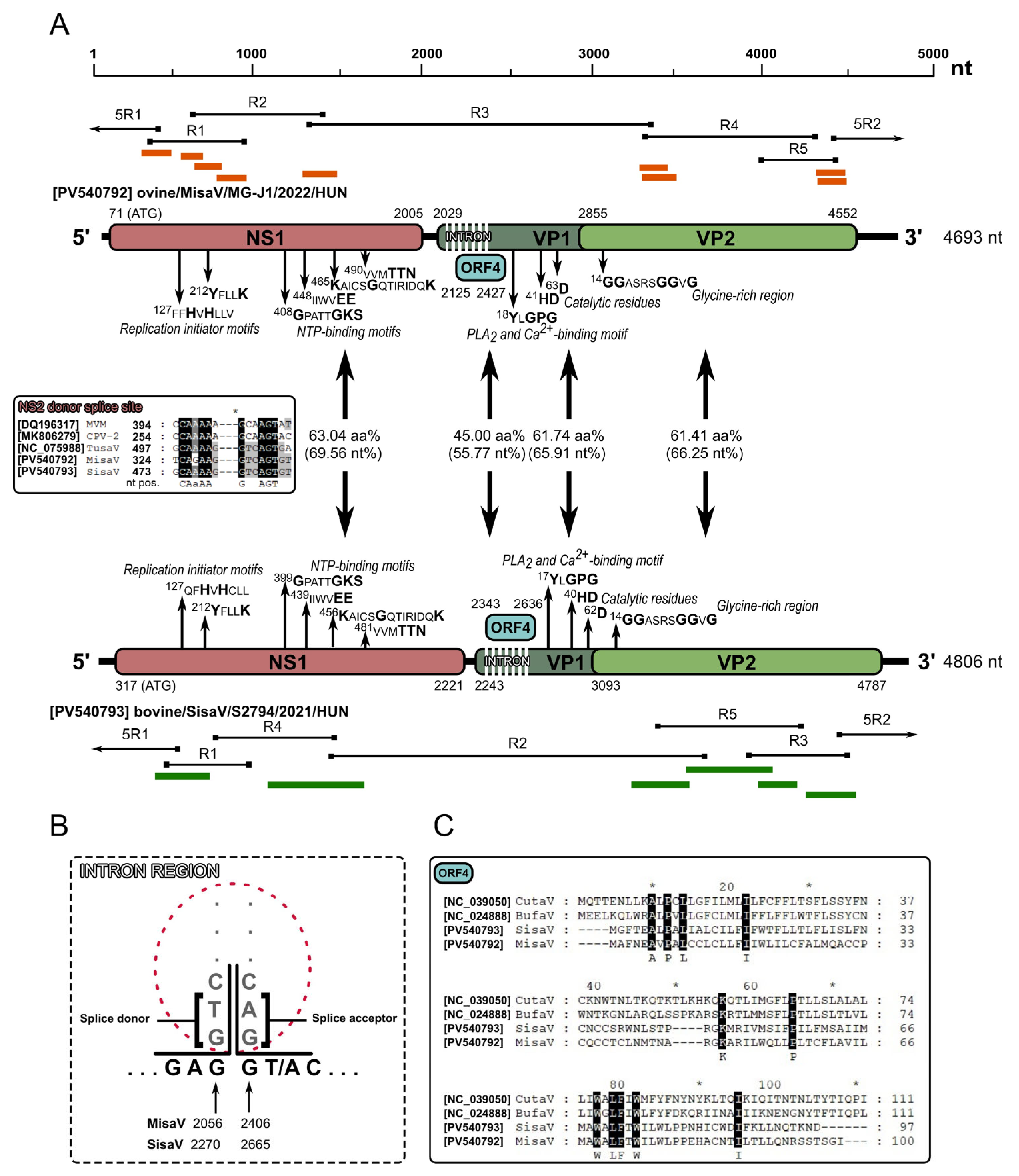 Viruses 17 00888 g002