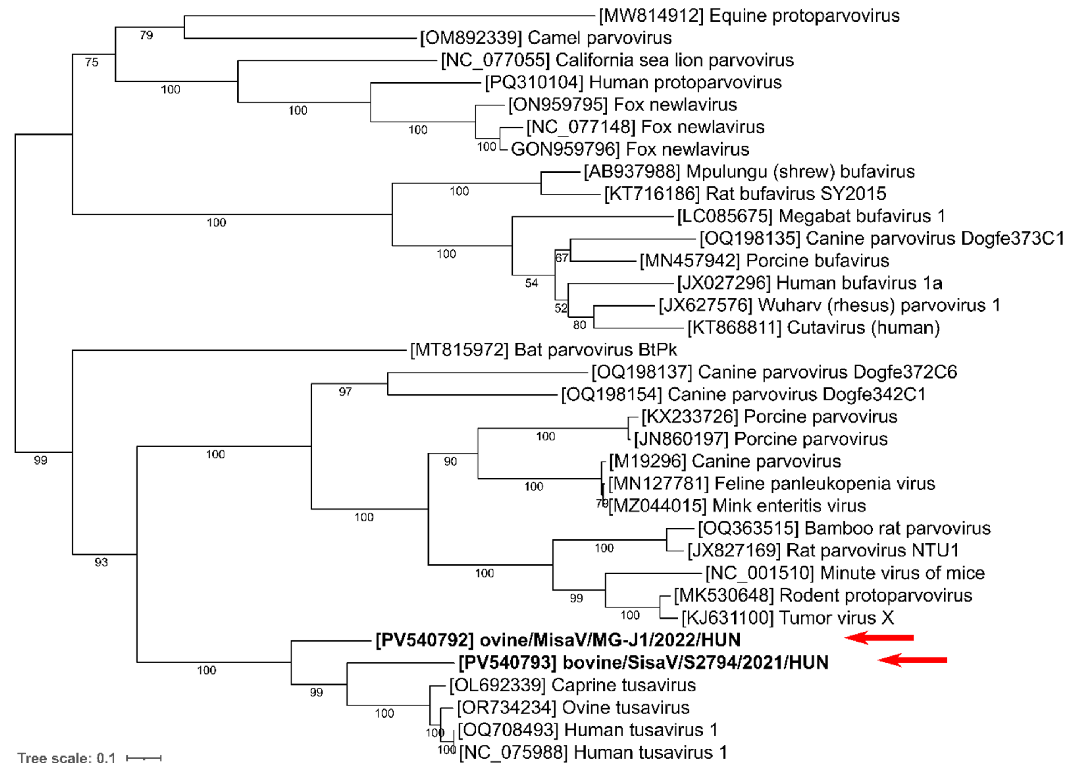 Viruses 17 00888 g004