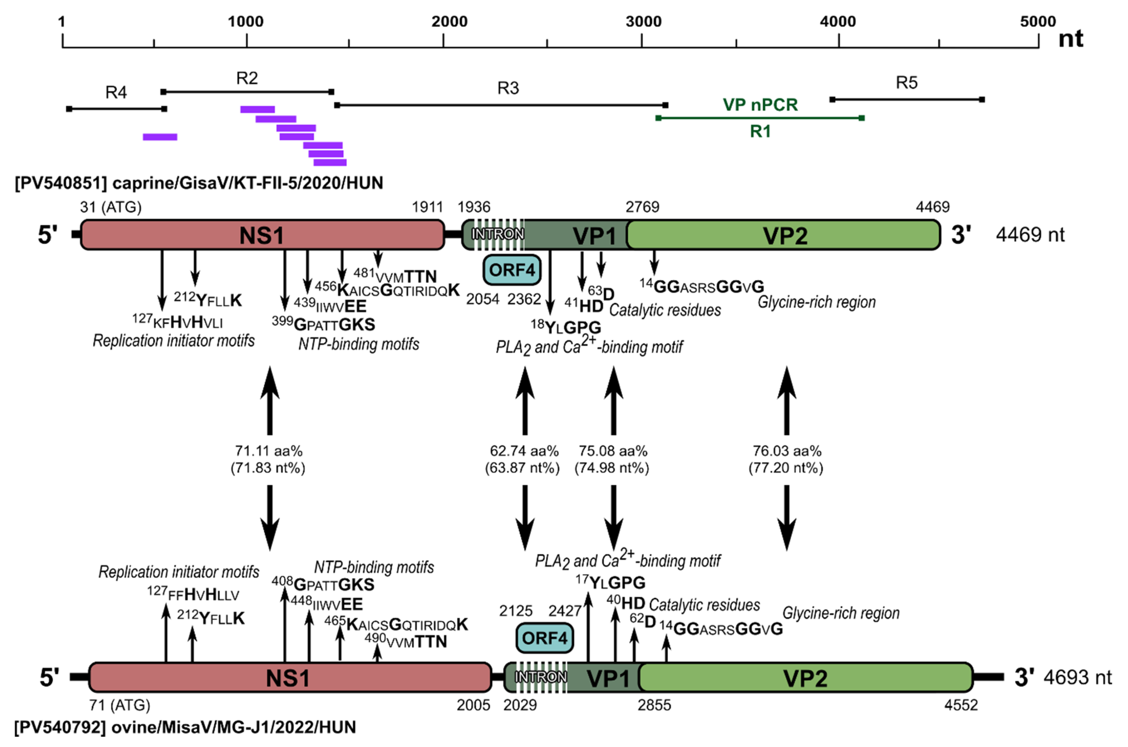 Viruses 17 00888 g009