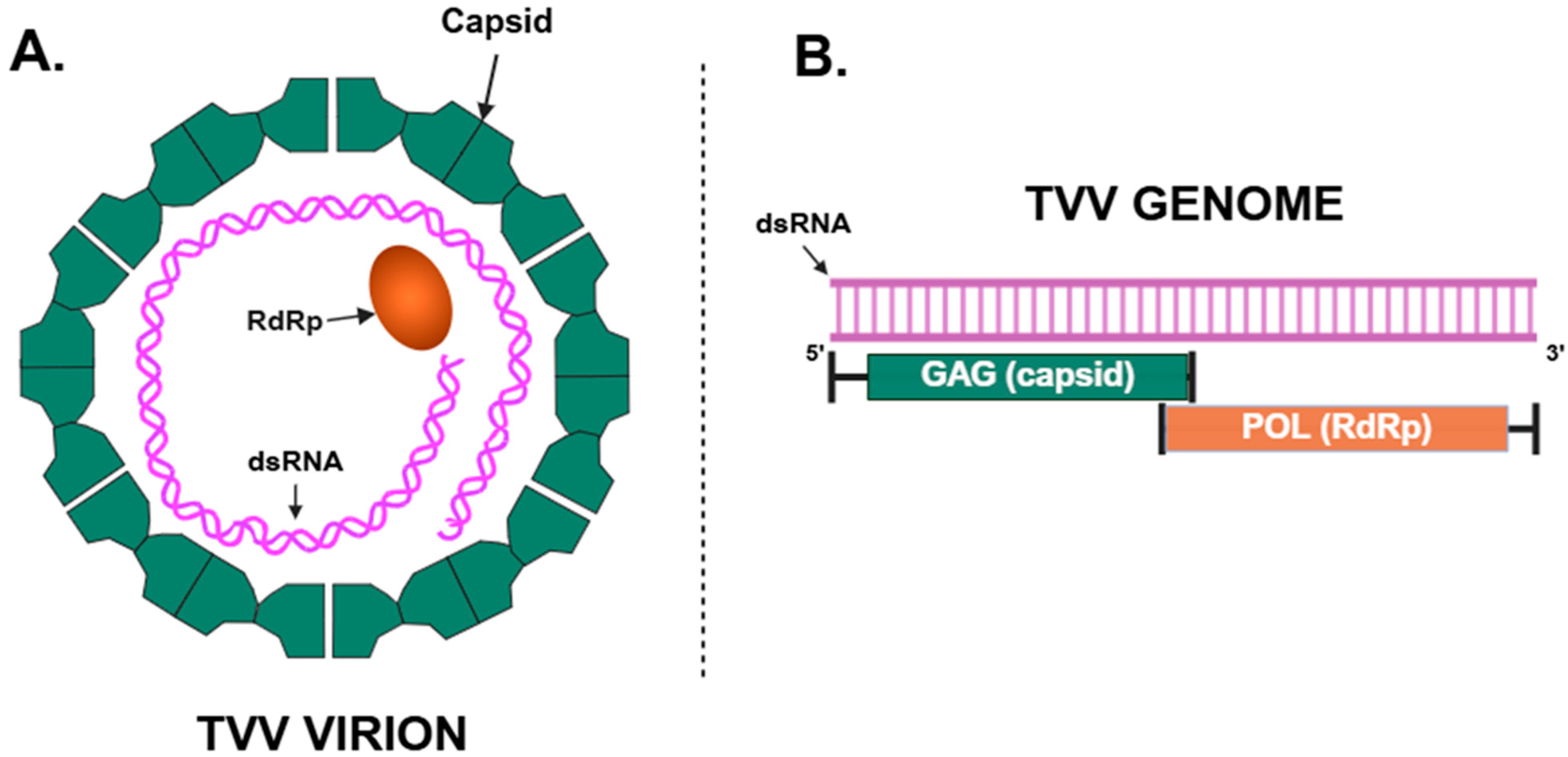 Viruses 17 00898 g001