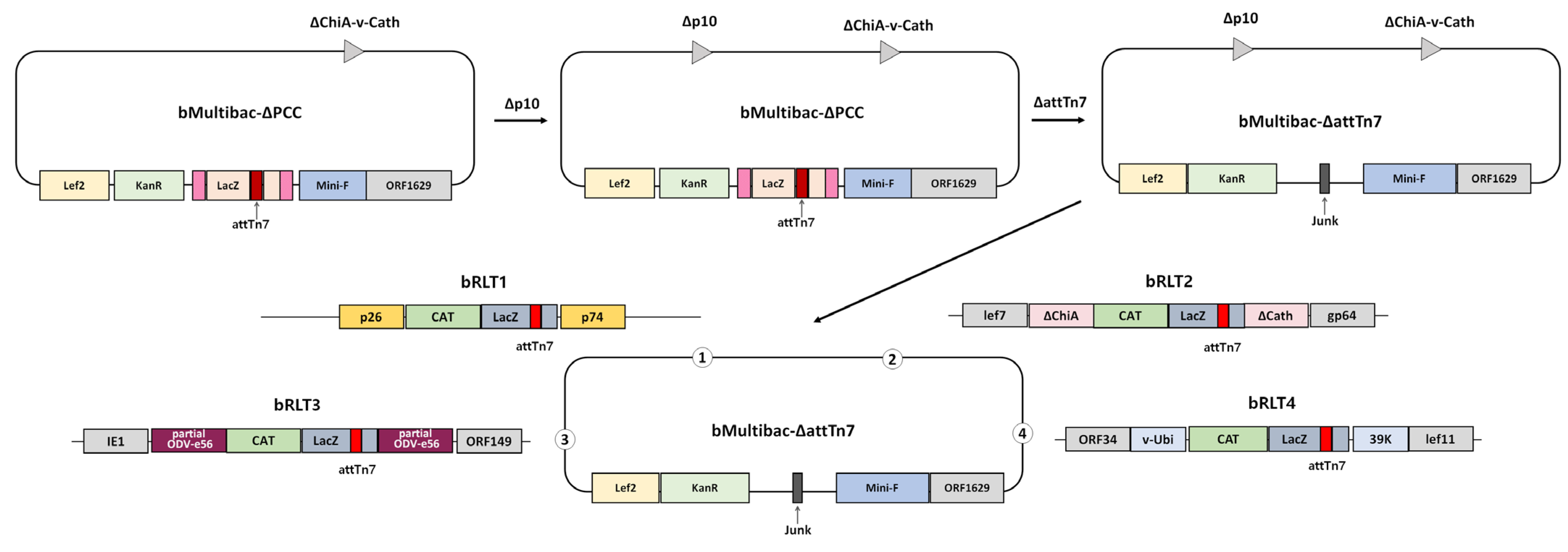 Viruses 17 00902 g001
