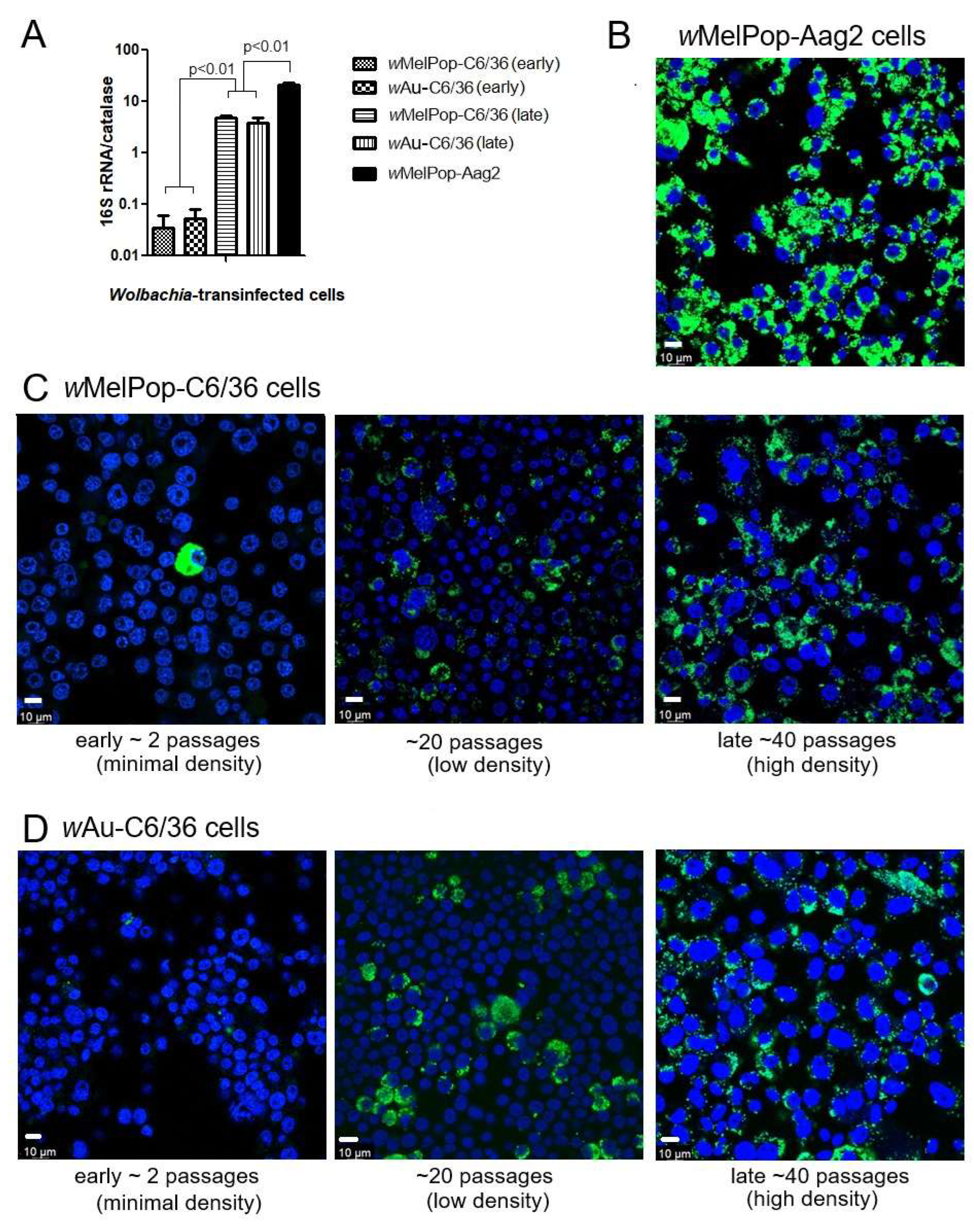 Viruses 17 00922 g001