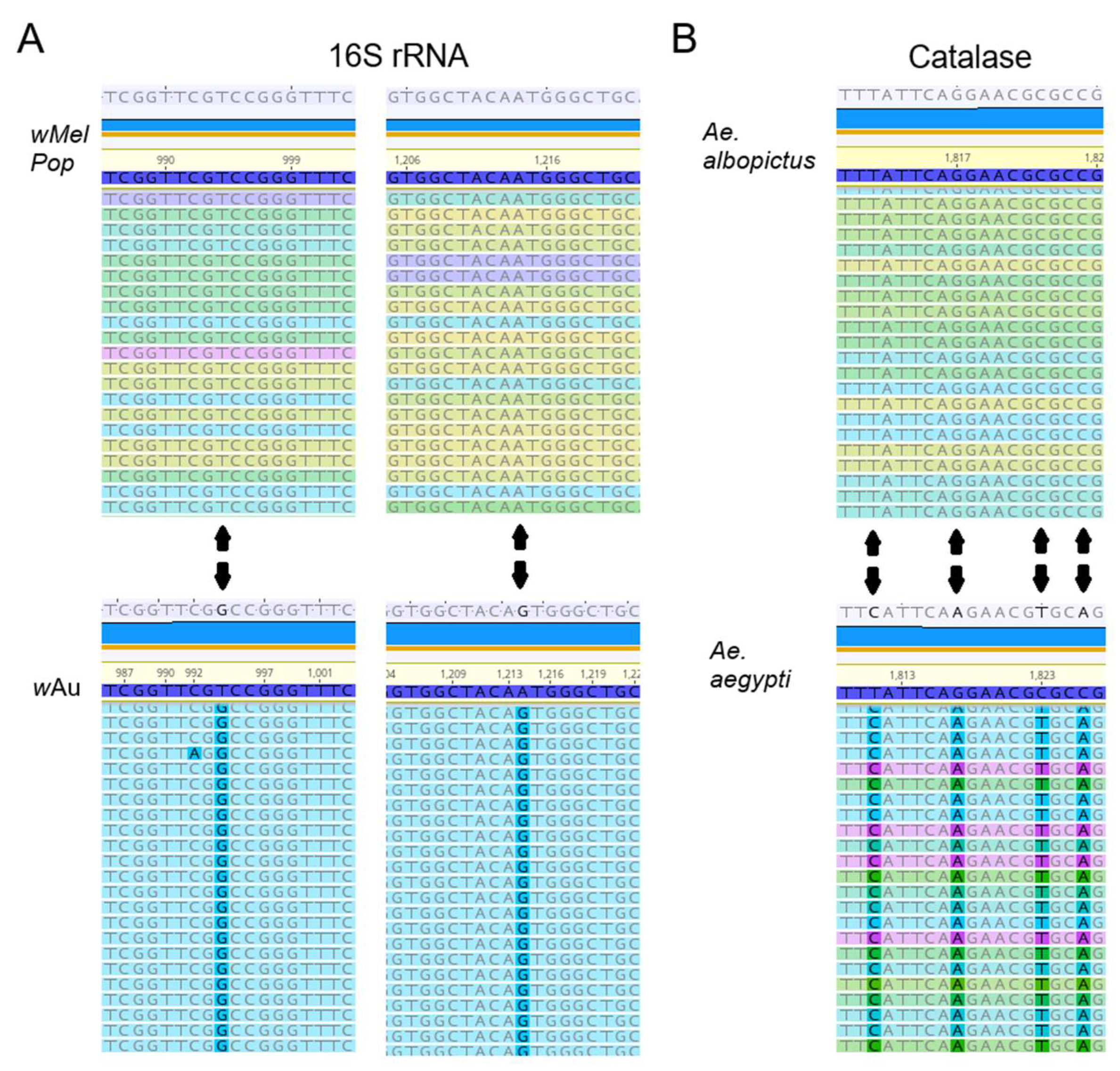 Viruses 17 00922 g002