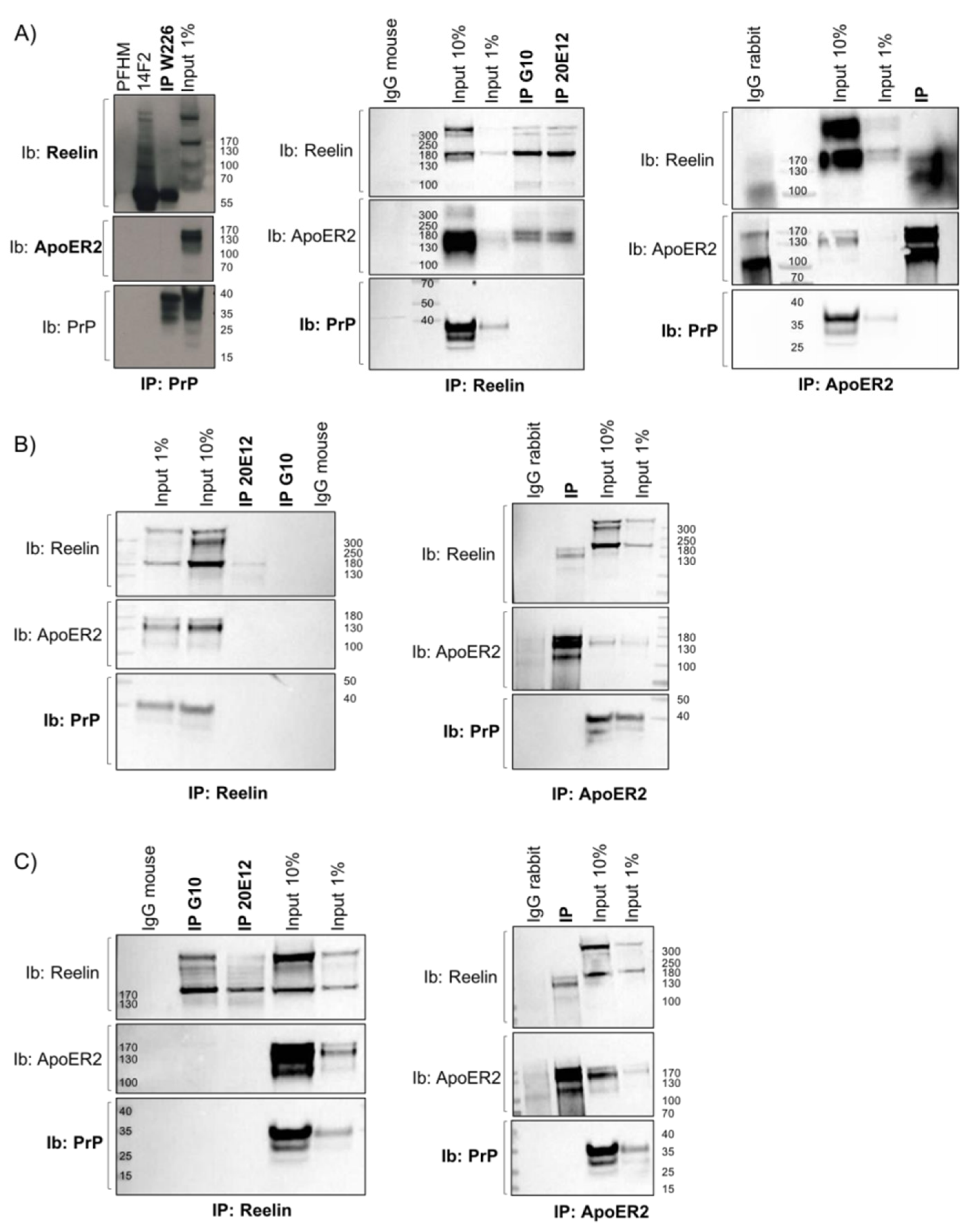 Viruses 17 00928 g003