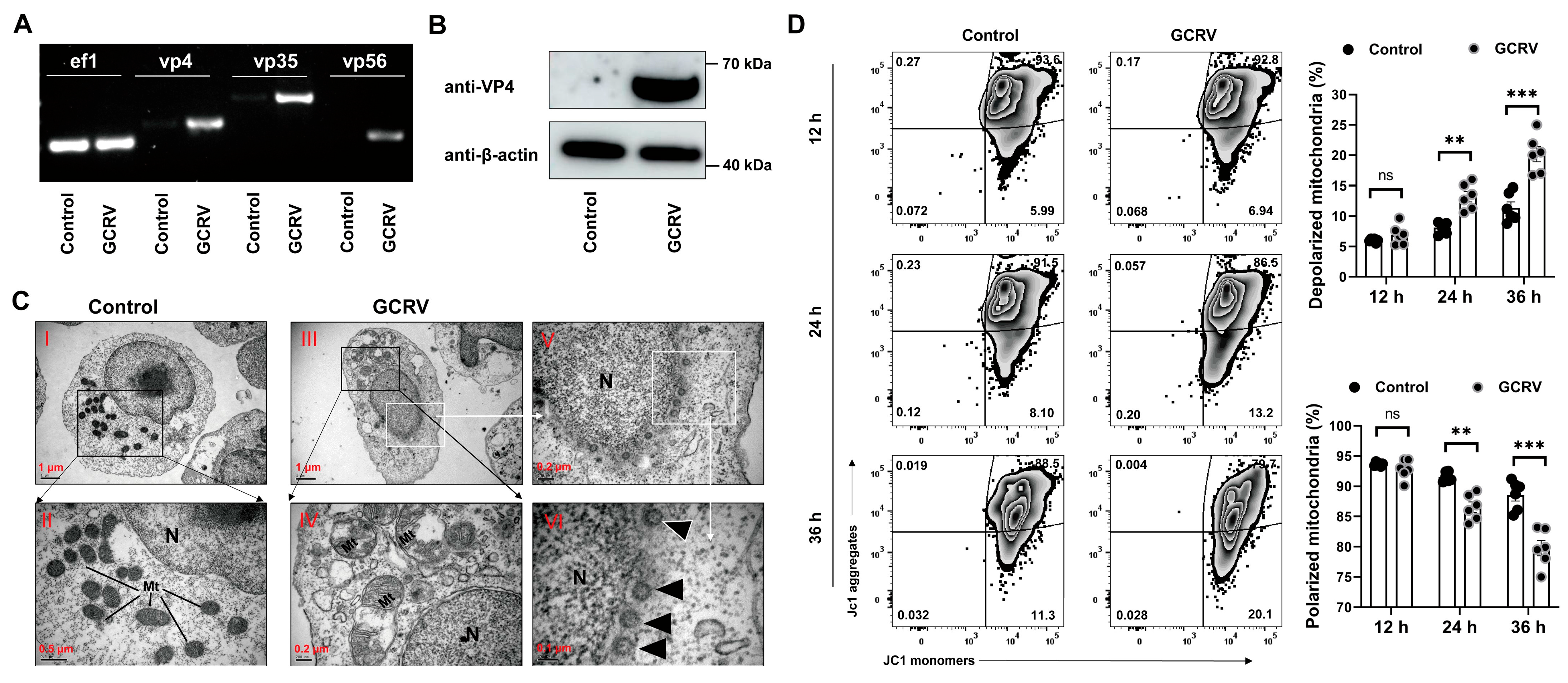 Viruses 17 00930 g001
