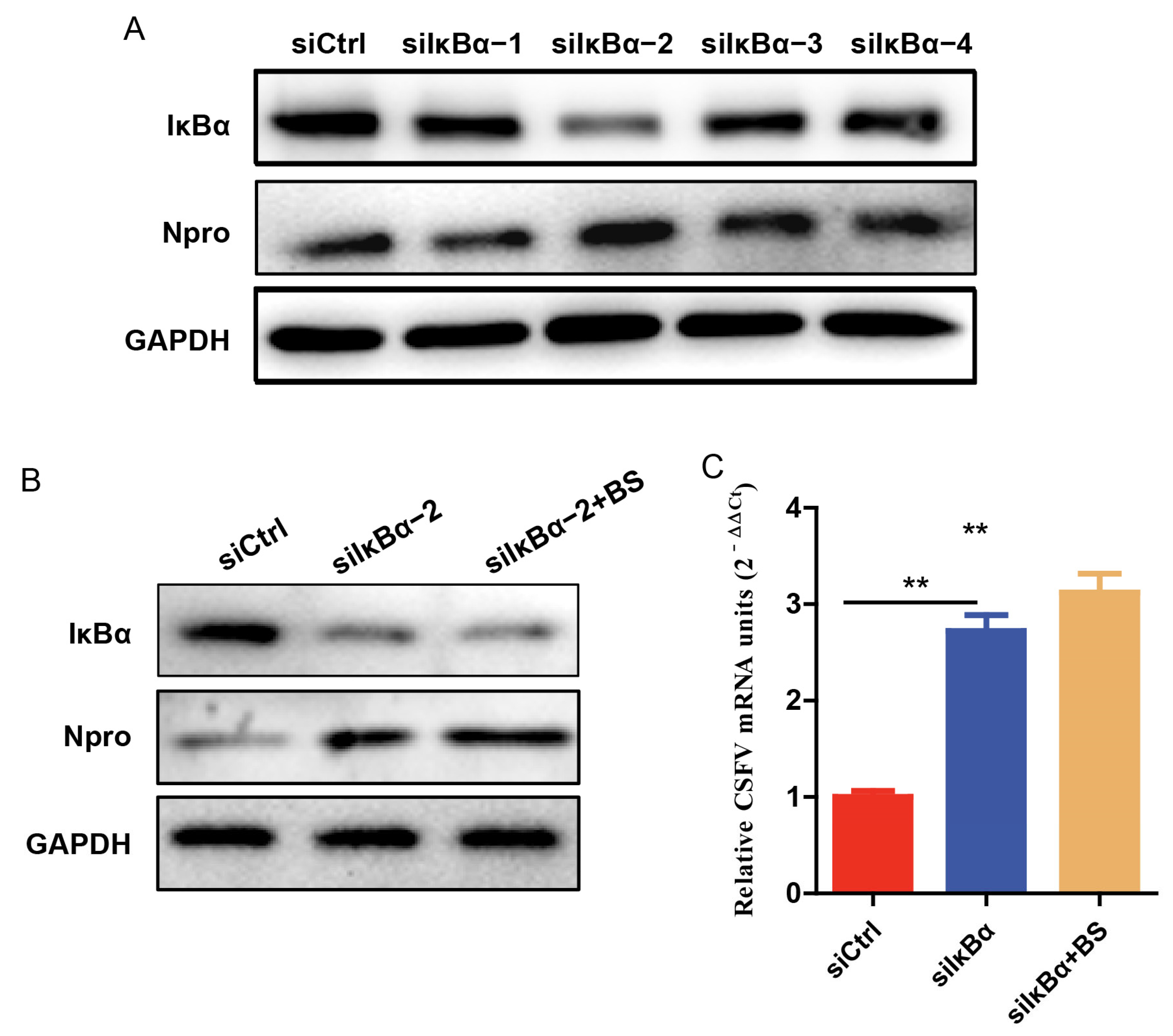 Viruses 17 00933 g006